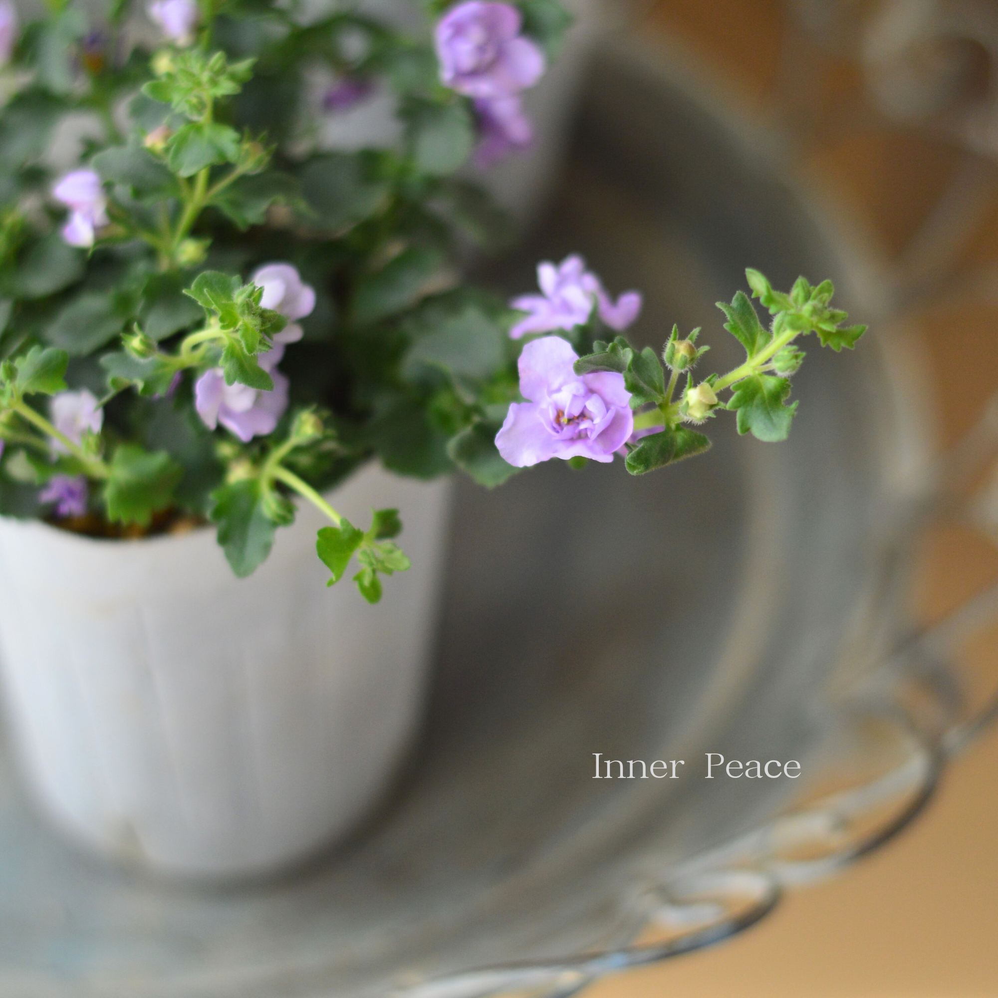 【２本植え】 バコパ  『スコピア ダブル・ラベンダー』　　3寸ロングPOT