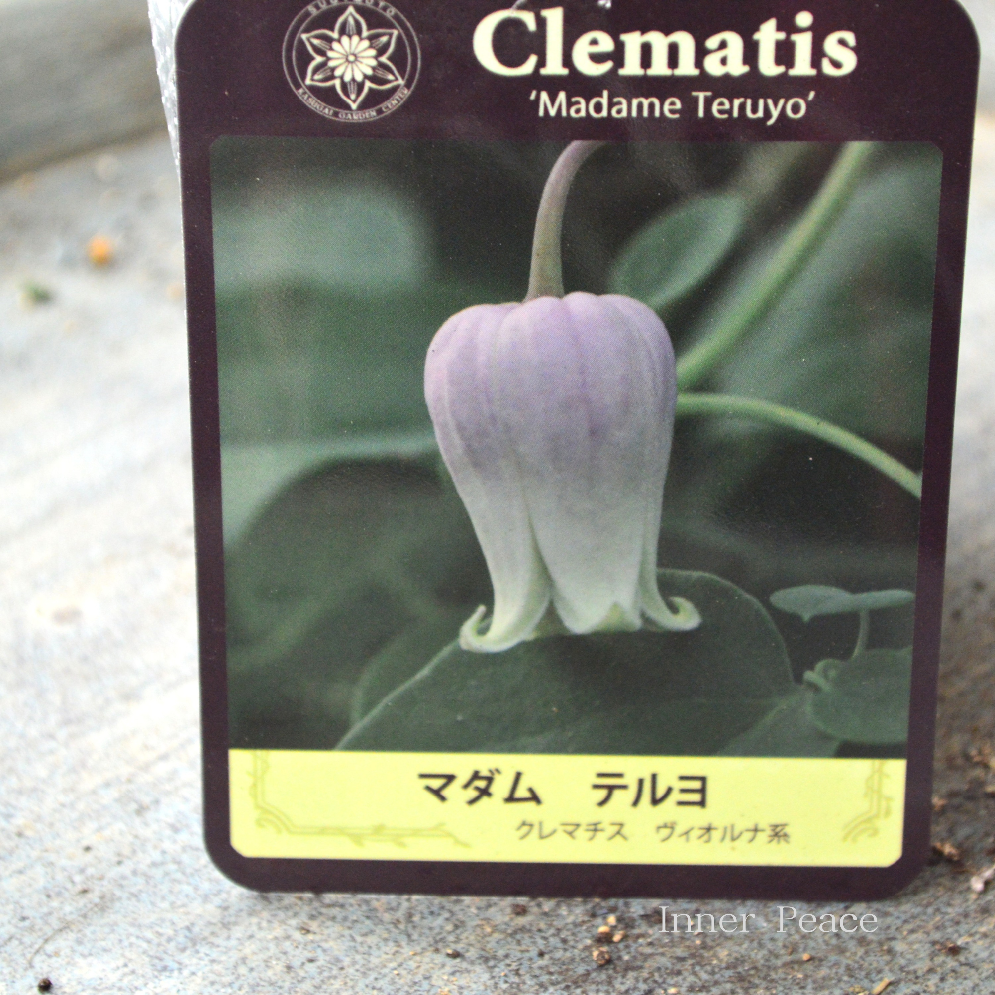 【春日井園芸センター】 クレマチス  ヴィオルナ系 『マダム テルヨ』　　3寸POT