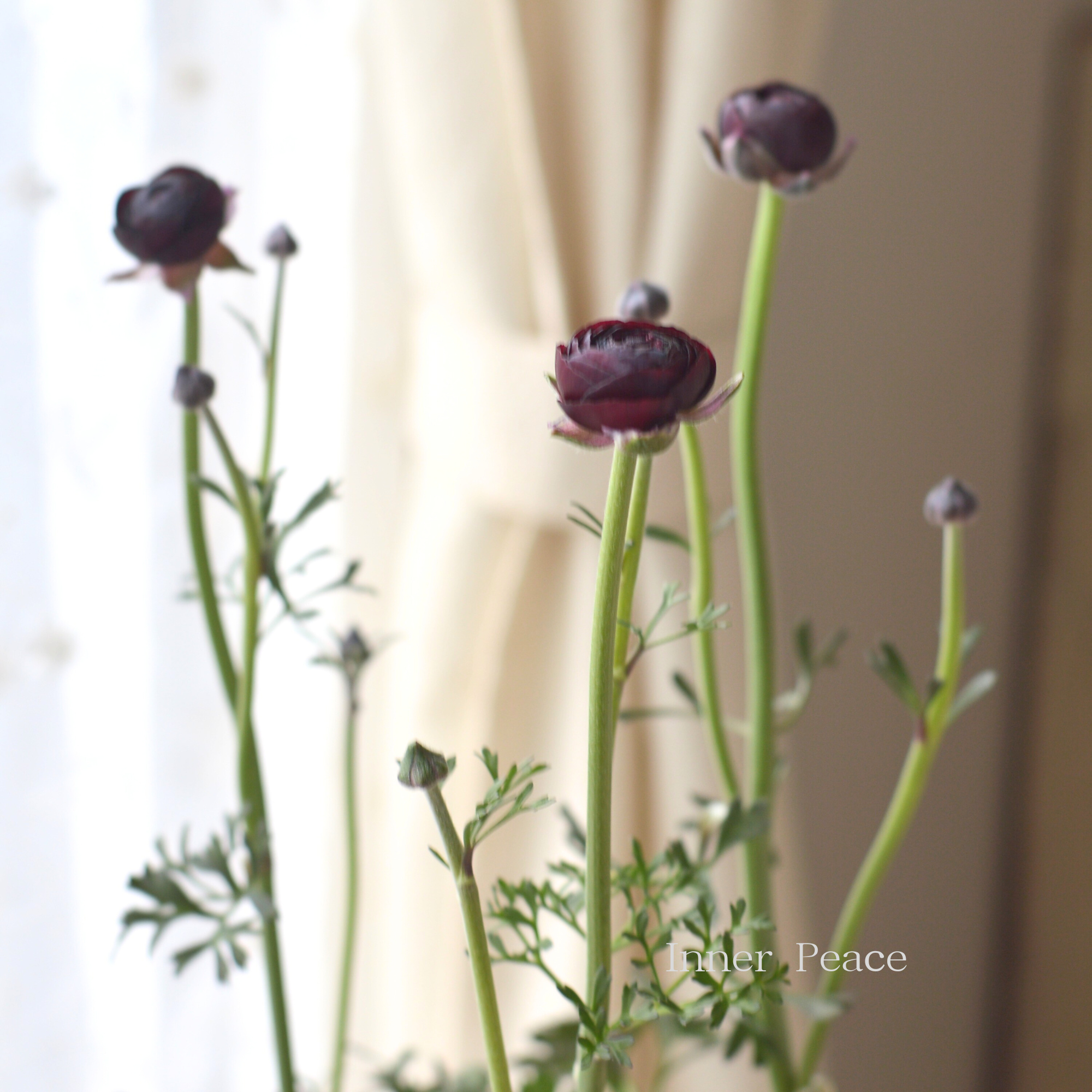 【豪華】 ラナンキュラス 『ミストラル・ブラックジャック』　　3.5寸ロングPOT