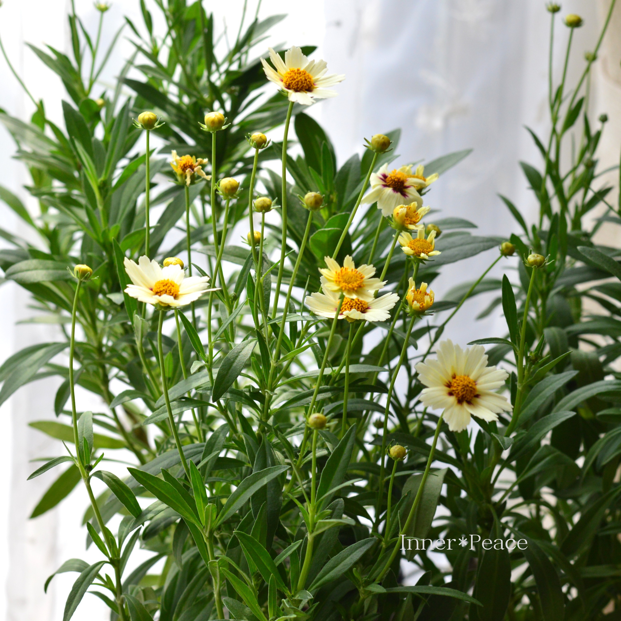 【開花期が長い】 コレオプシス 『スタークラスター』　3寸POT
