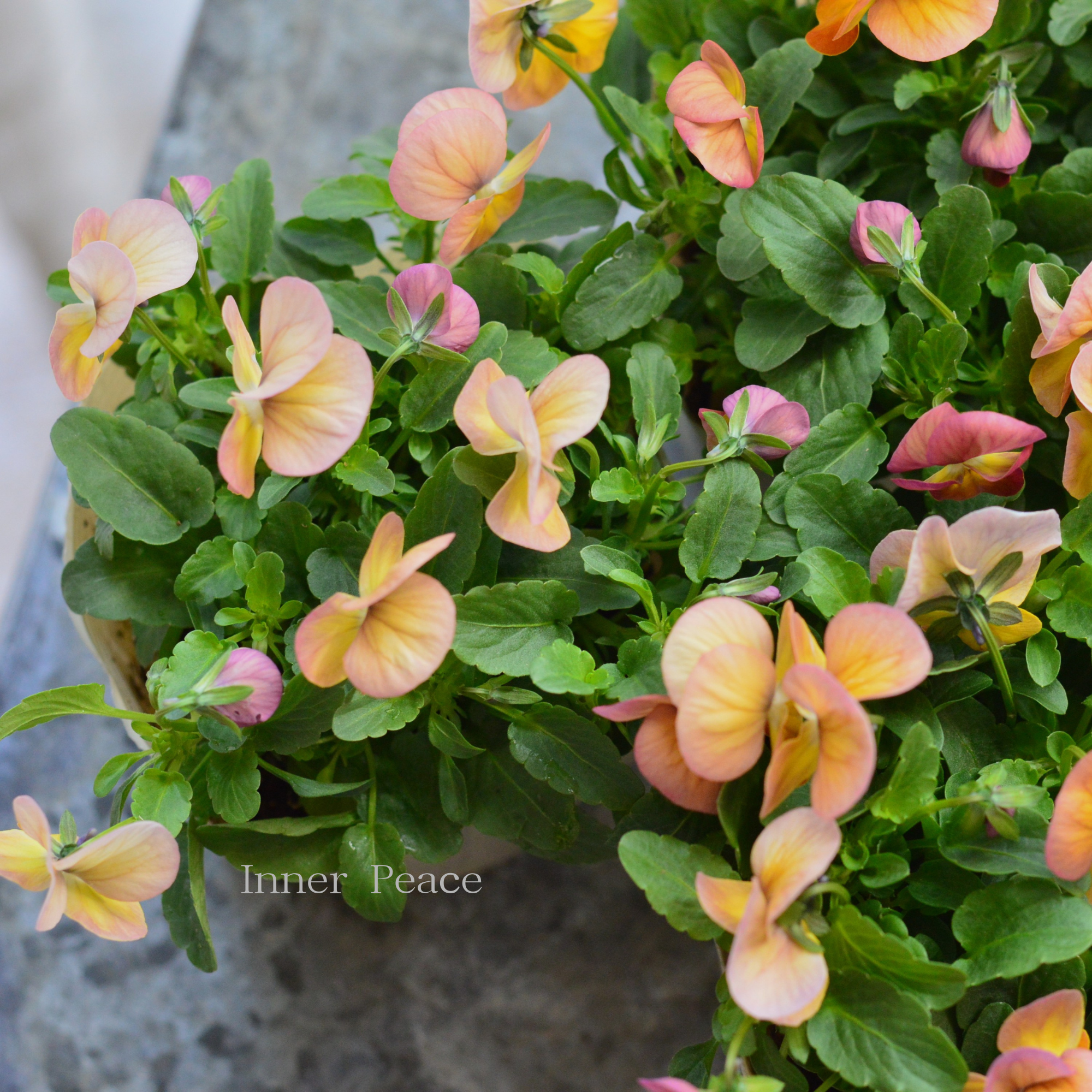 【アンティーク】 ビオラ・ビビ　『アプリコットアンティーク』　3.5寸POT