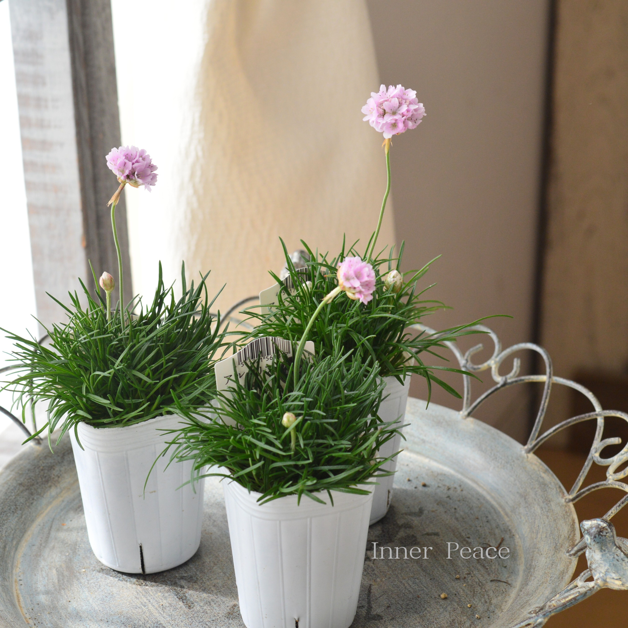 【かわいい】 アルメリア 『アルマダ・ピンク』　2.5寸～3寸POT