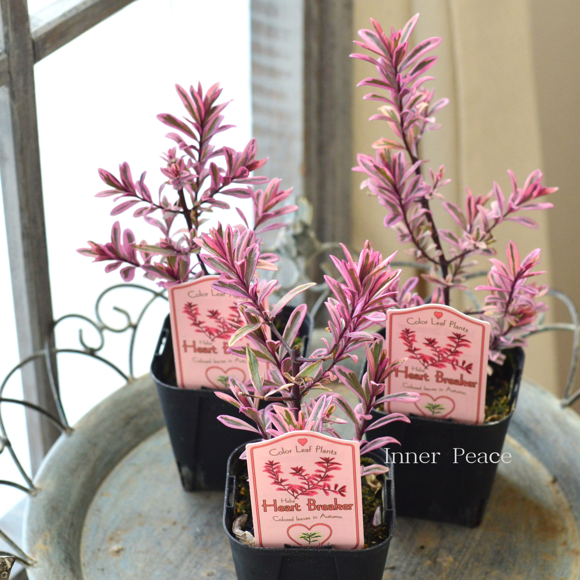 【寄せ植えに】 ヘーベ　『ハートブレイカー』　　3寸POT