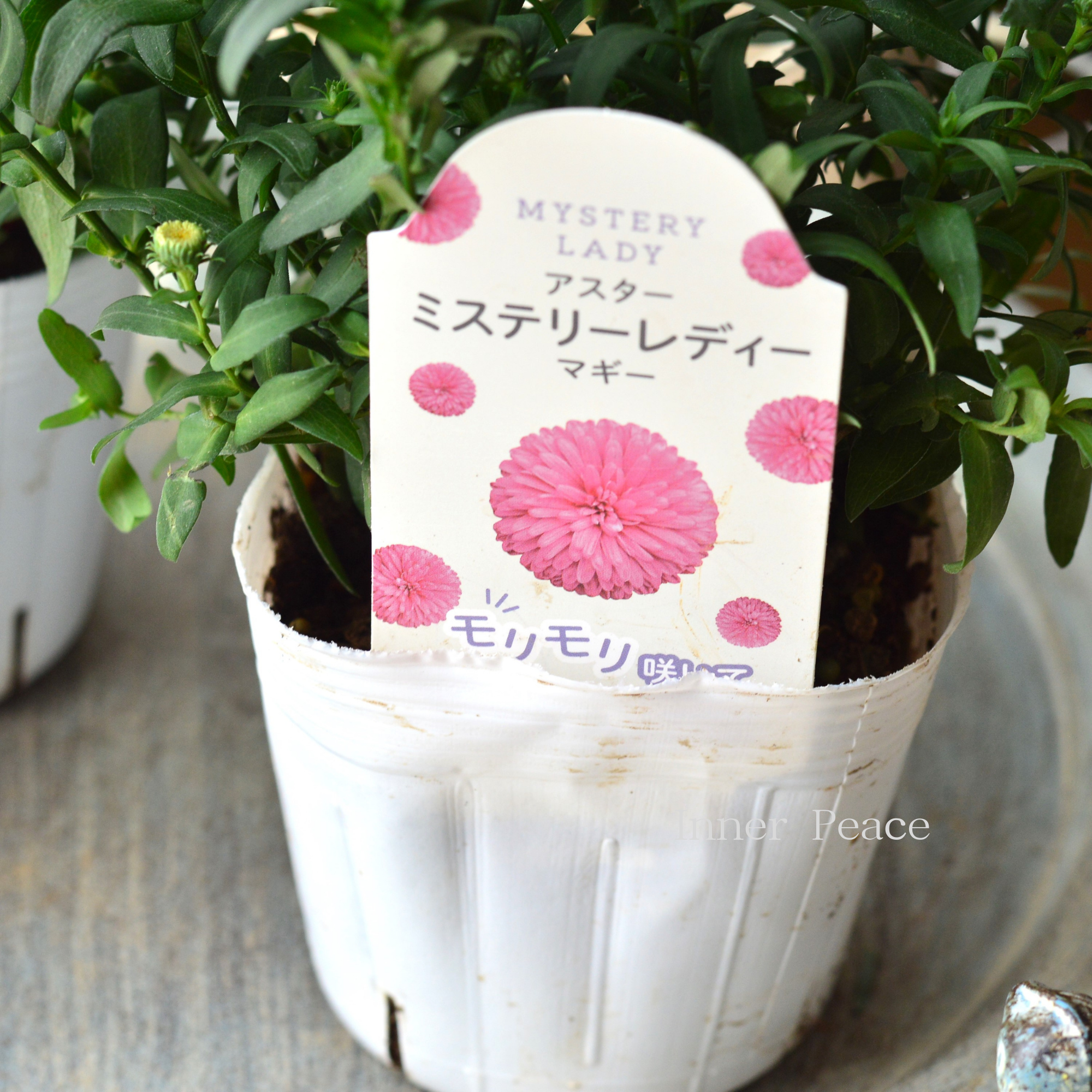 【寒さに強い】アスター 『ミステリーレディ・マギー』　3.5寸POT