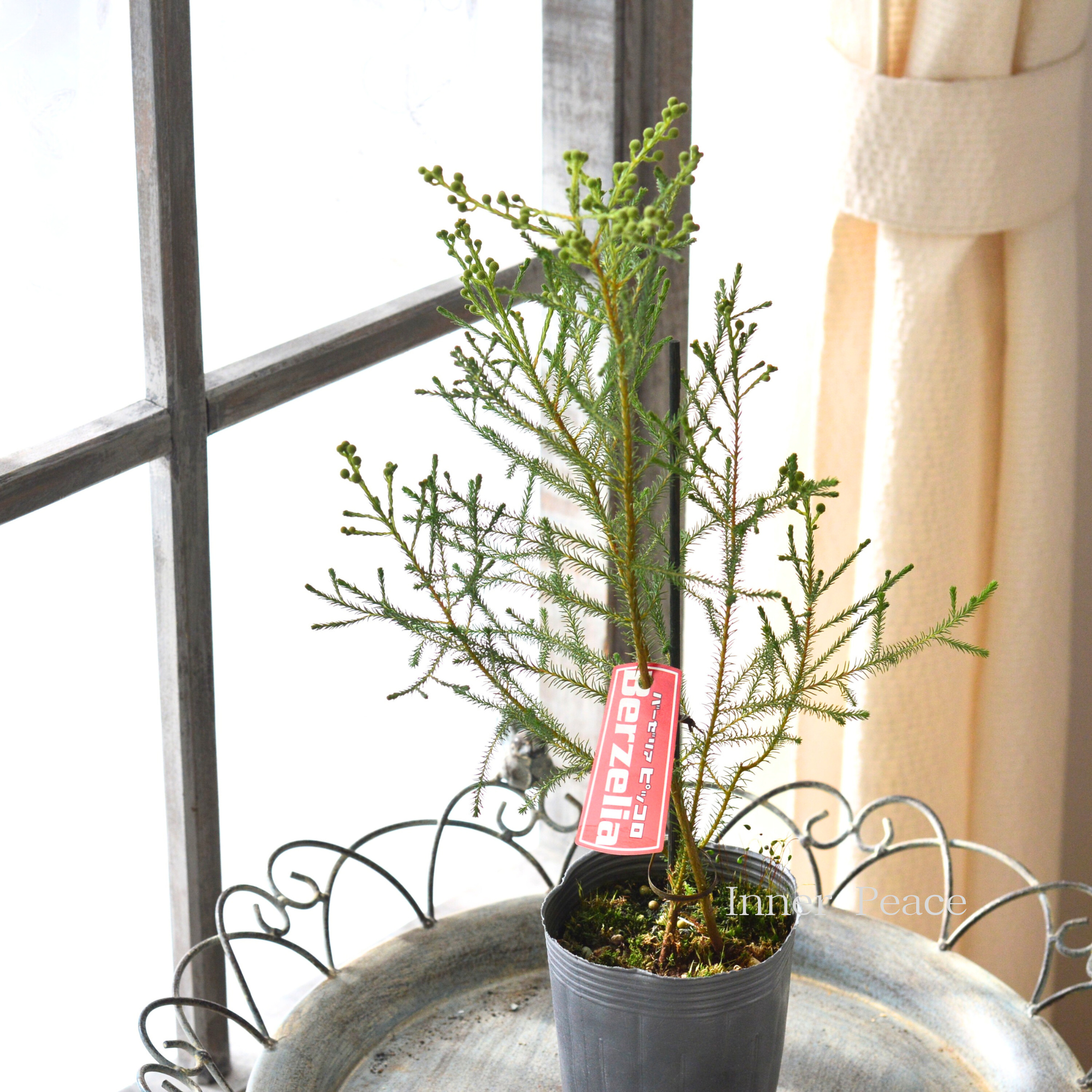 【個性的】 バーゼリア（ベルセリア）　『ピッコロ』　      3寸POT