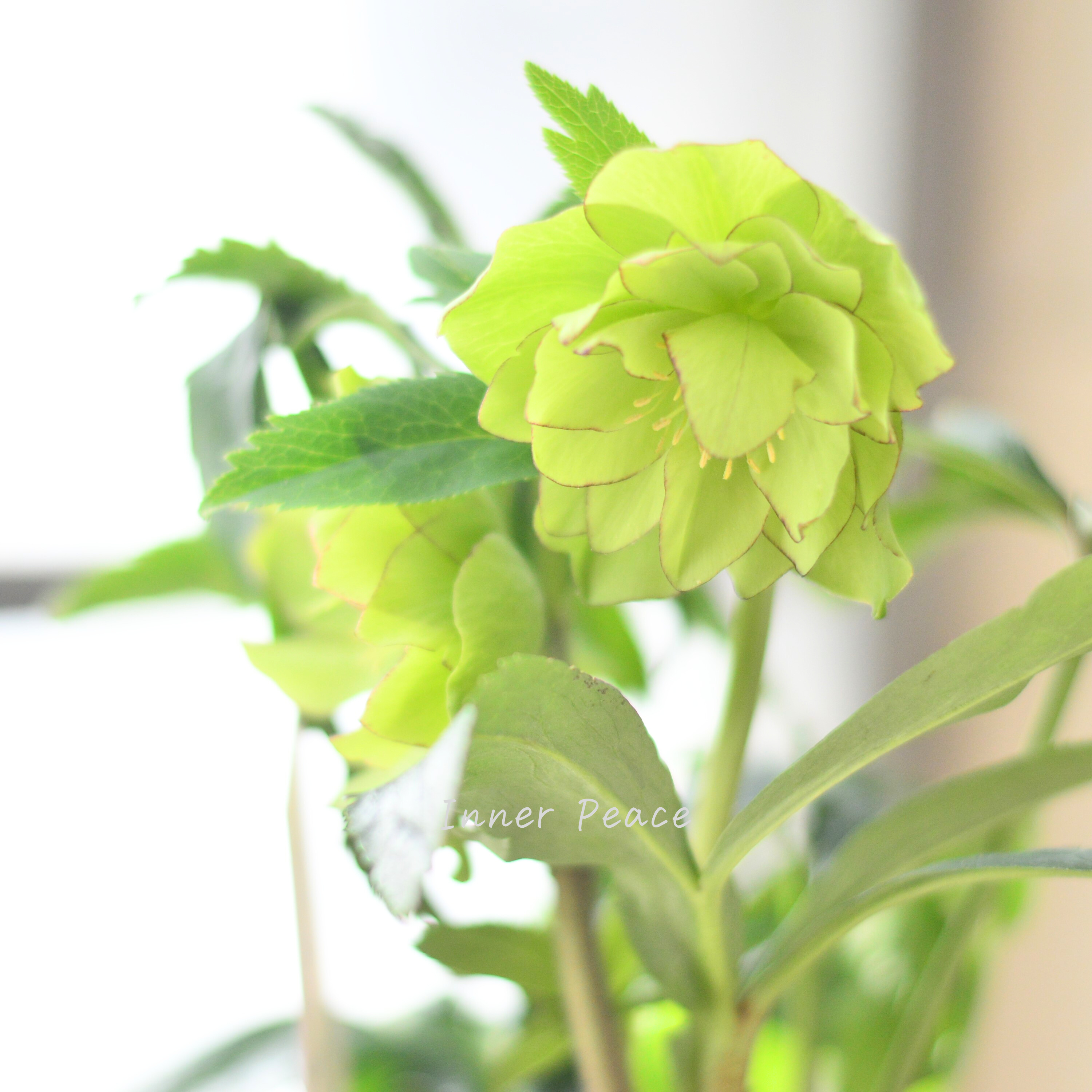 クリスマスローズページ 希少】 吉瀬園芸さんのクリスマスローズ 『プレミアム・ダブル A