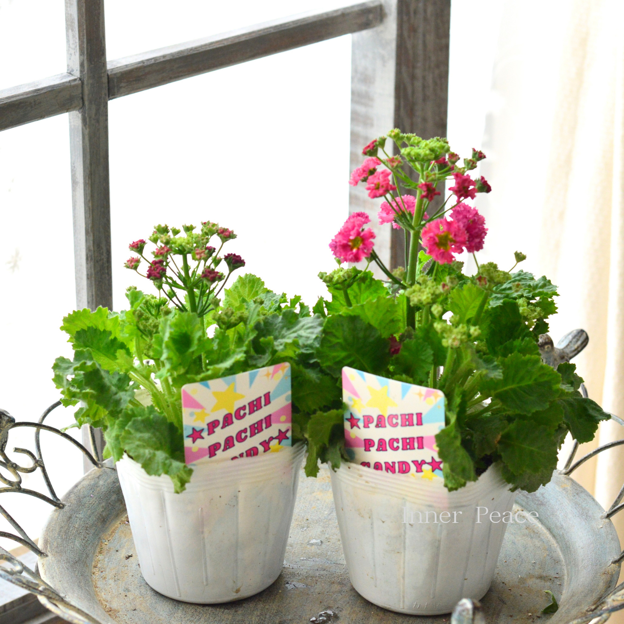 【北島園芸さん】 プリムラ マラコイデス 『パチパチキャンディ・レッド系』　　3.5寸POT