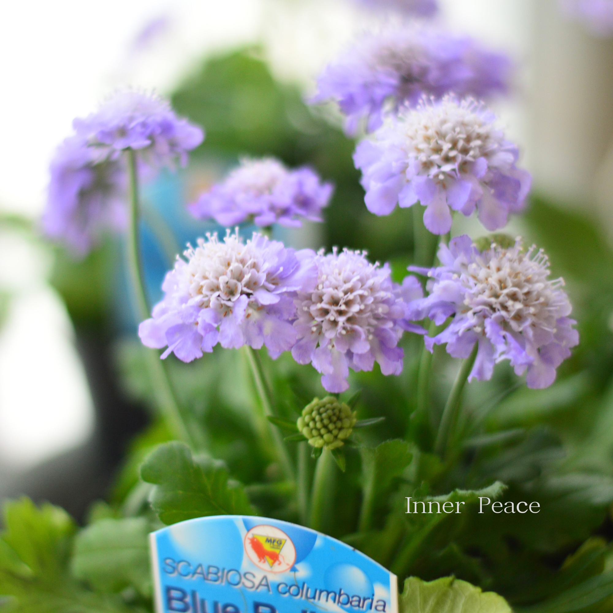 ✳️最終値下げ✳️多肉寄せ植え　ピアノ型プランター　水色　0226 ✳️最終値下げ✳️多肉寄せ植え ピアノ型プランター 水色 0226