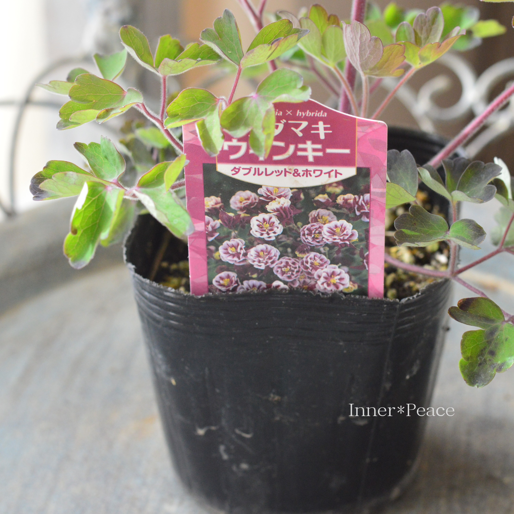 【八重咲き】 オダマキ・ウインキー 『ダブルレッド＆ホワイト』　　3.5寸POT