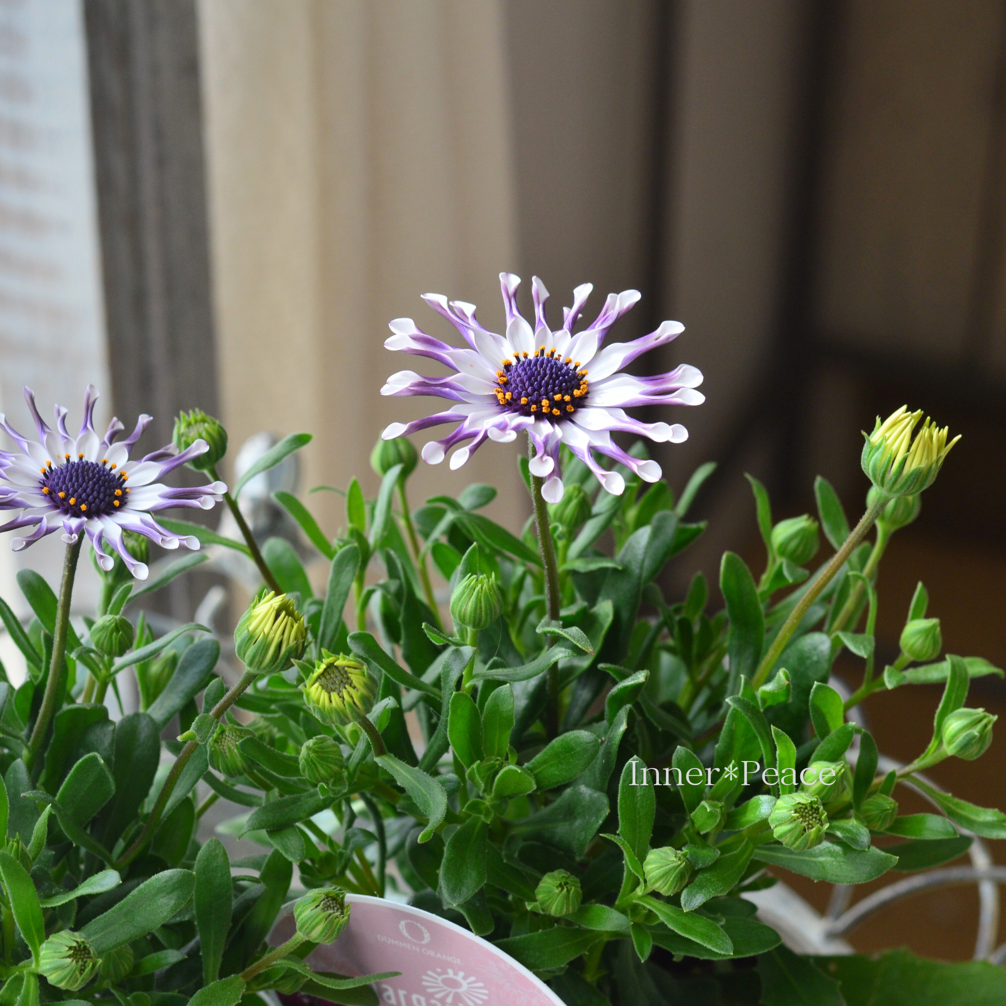 【スプーン咲き】 オステオスペルマム　『マルガリータ・ホワイト系』   3.5寸POT