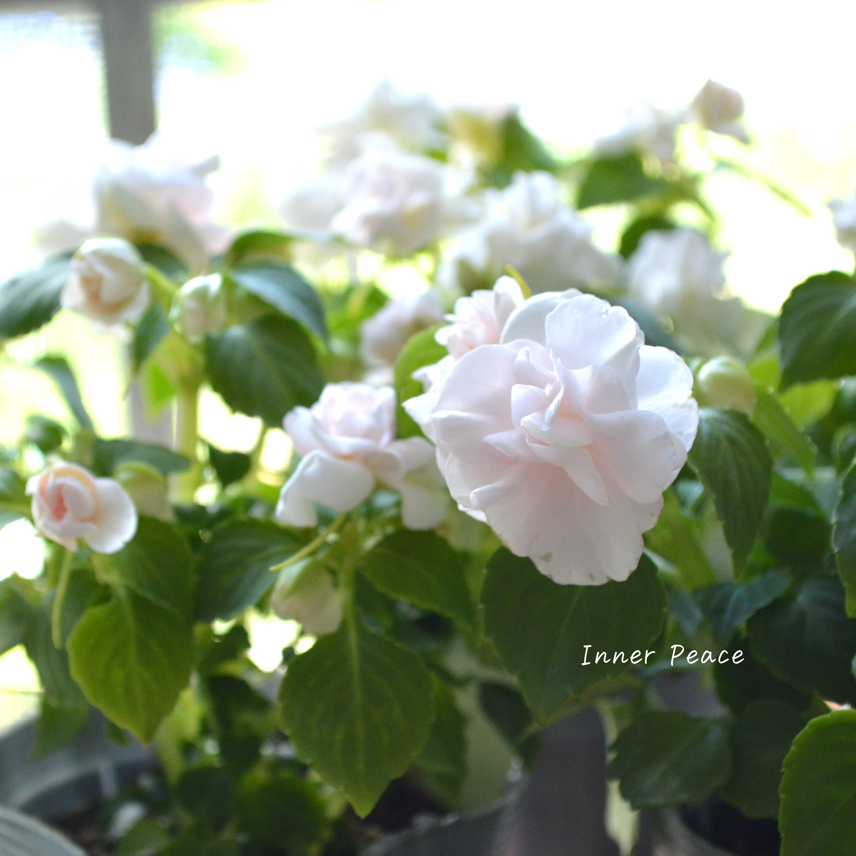 【美しい】 八重咲きインパチェンス　『シルエット・アップルブロッサム』　3.5寸POT
