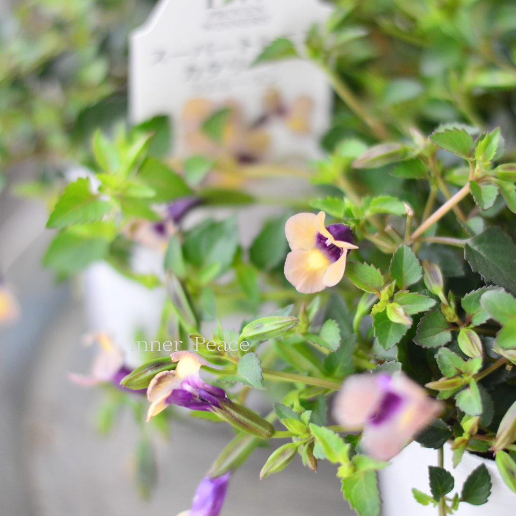 あまりん HB0062C-01 – ハリケーン-大阪単車用品工業株式会社-