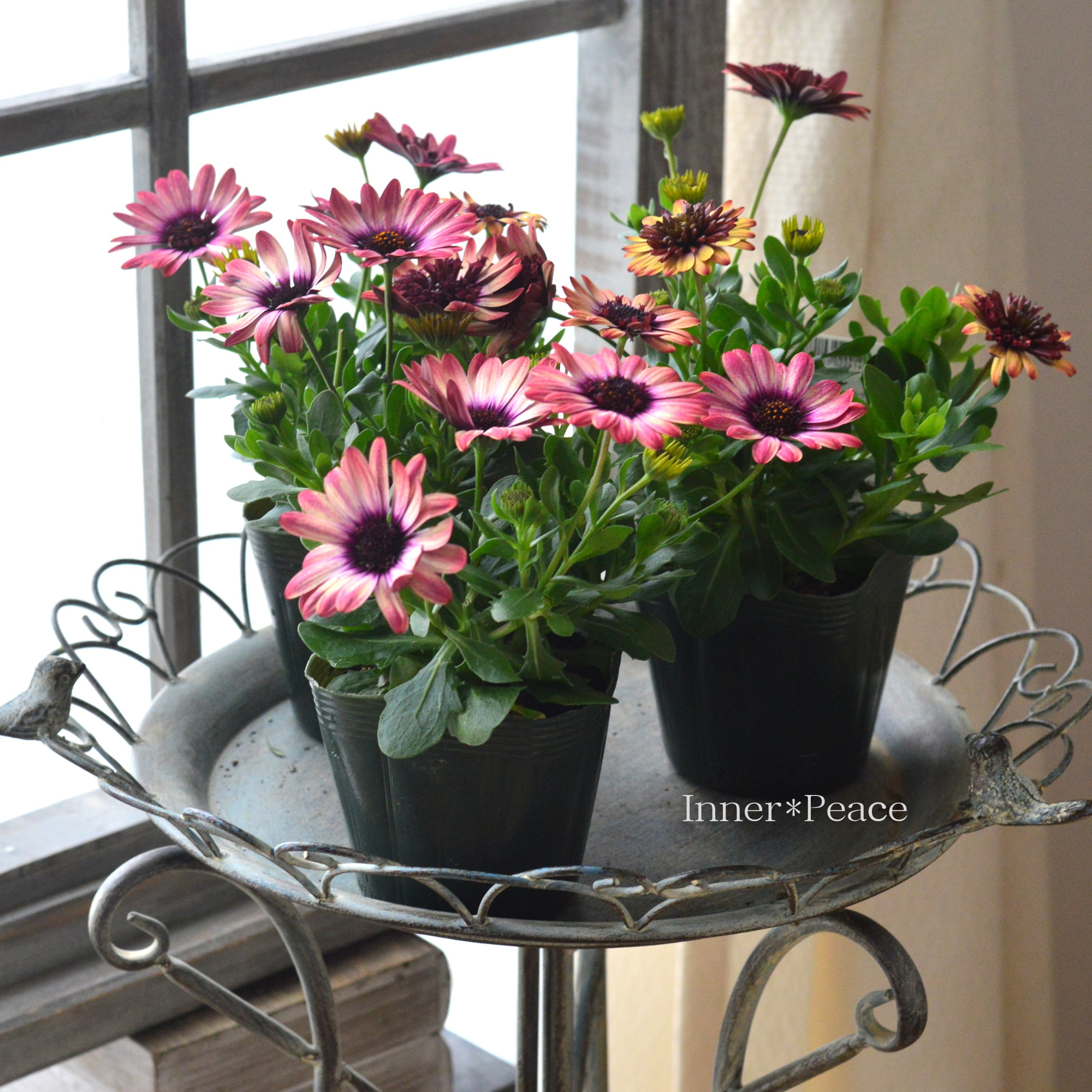 【ゲブラさん】 オステオスペルマム　『茜ロマン』  3.5寸POT