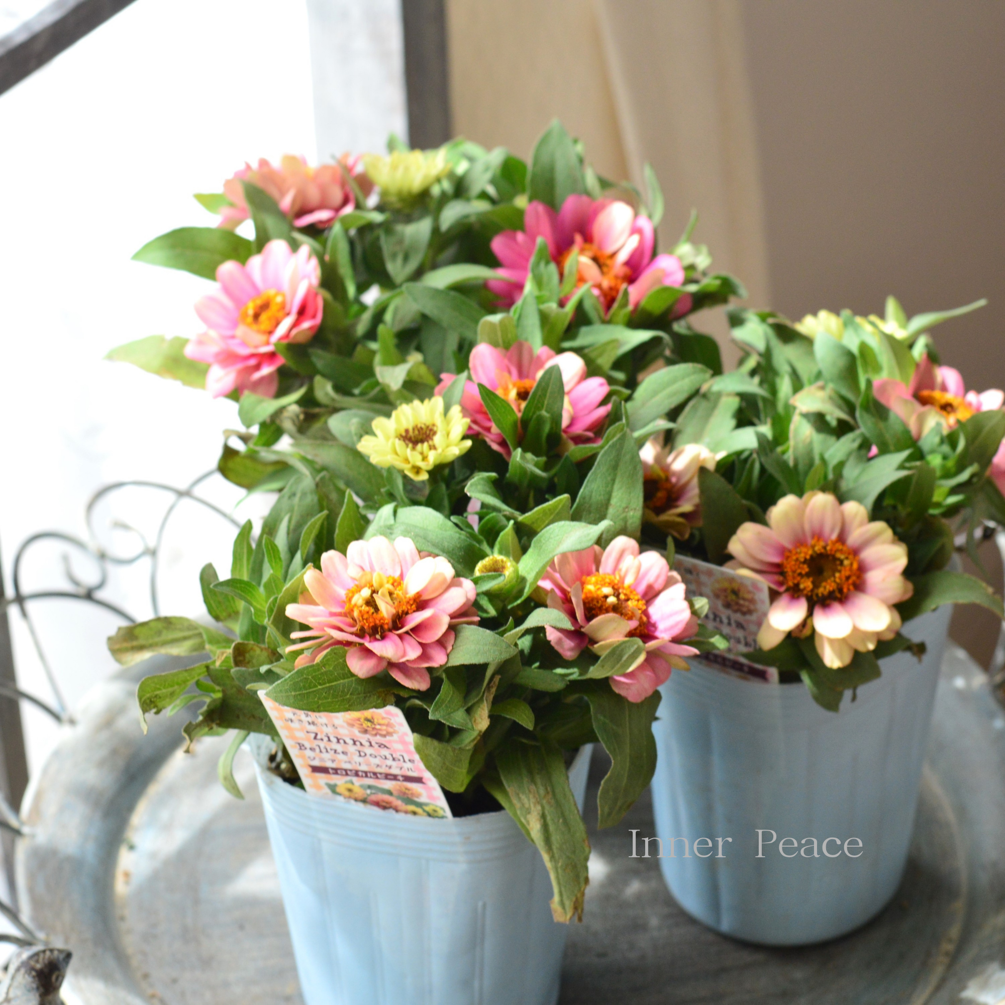 花卉62 Sapphire Skies | Blooms Today