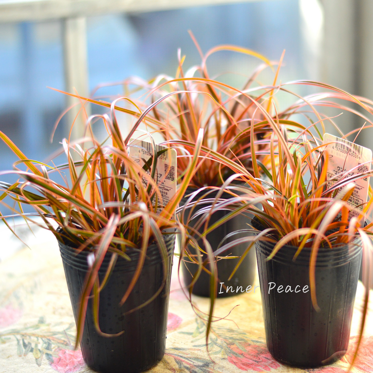 希少】 ウンシニア・ルブラ 『エバーフレーム』 2.5寸ロングPOT