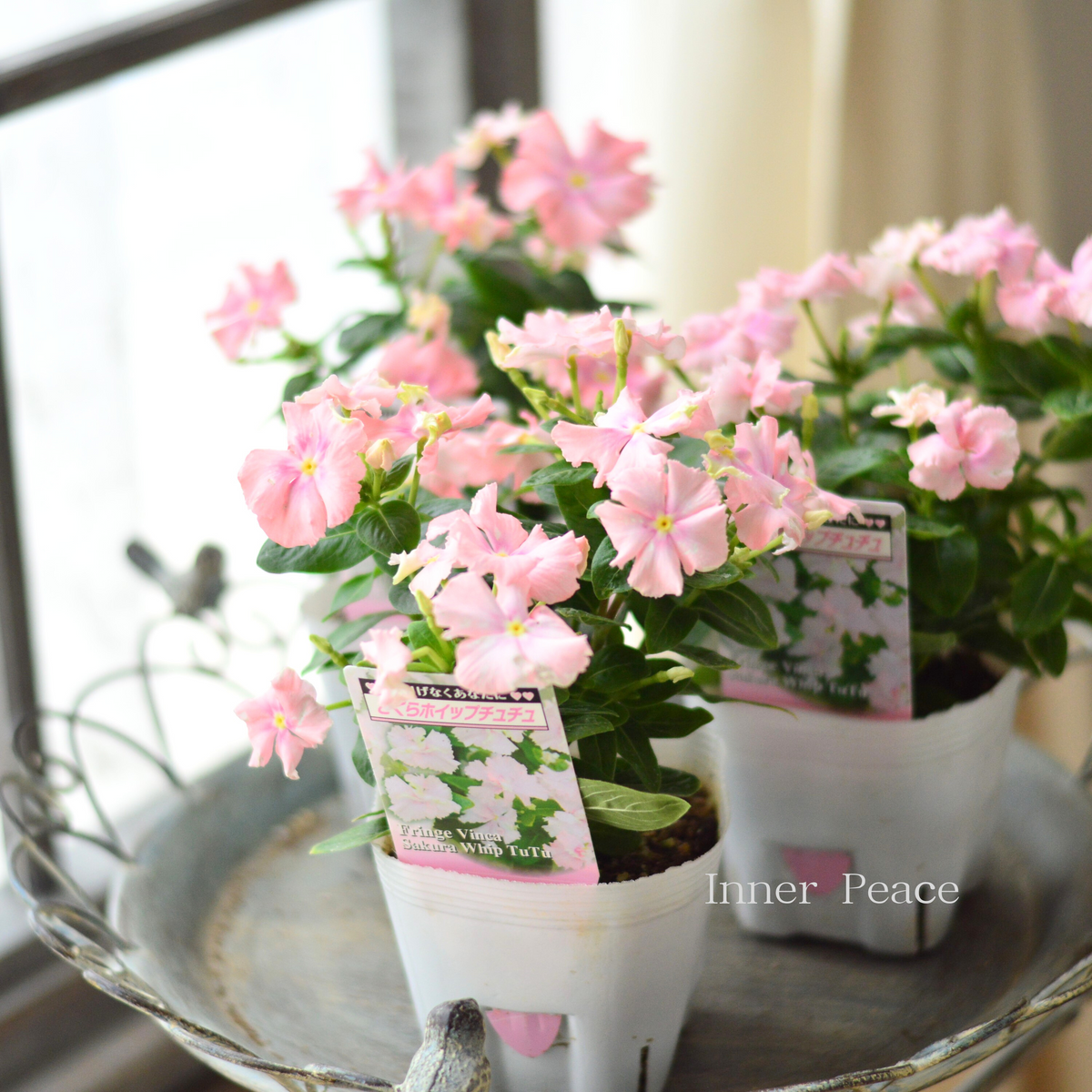 お纏め　多肉植物　❁︎ピンクチップス錦　未発根 お纏め 多肉植物 ❁︎ピンクチップス錦 未発根 【公式通販】