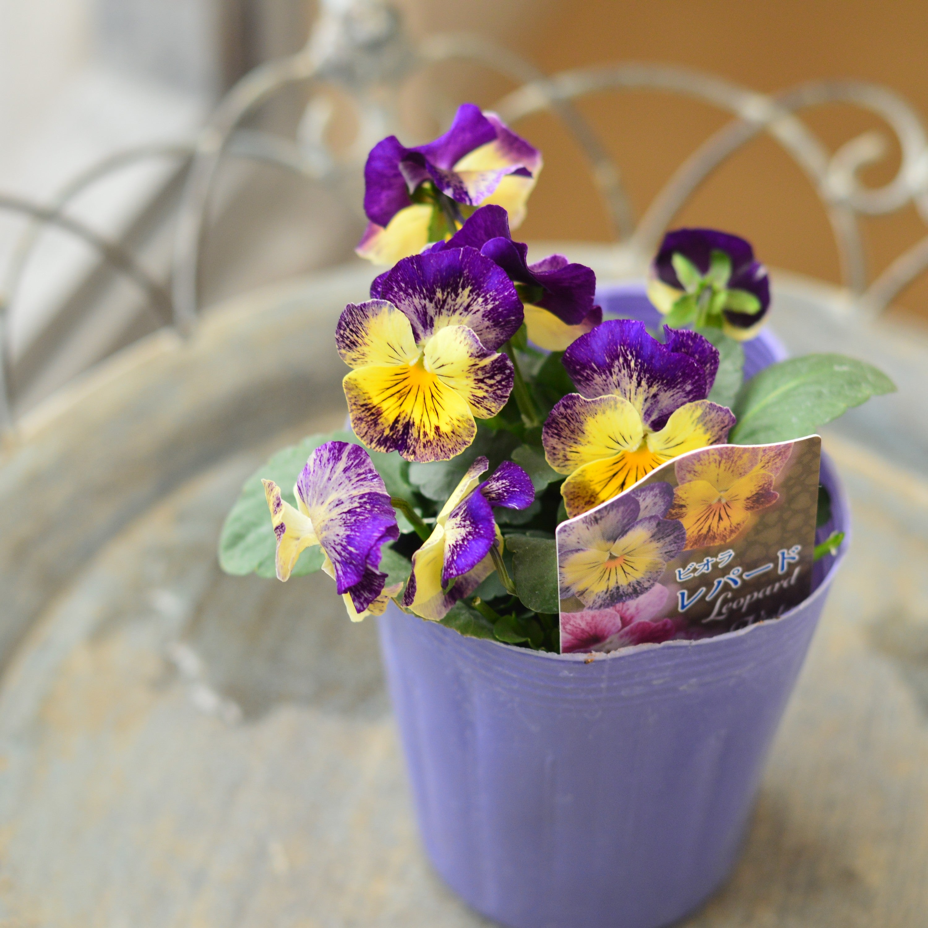【花夢園芸さん】 ビオラ 　『レパード』　3寸ロングPOT