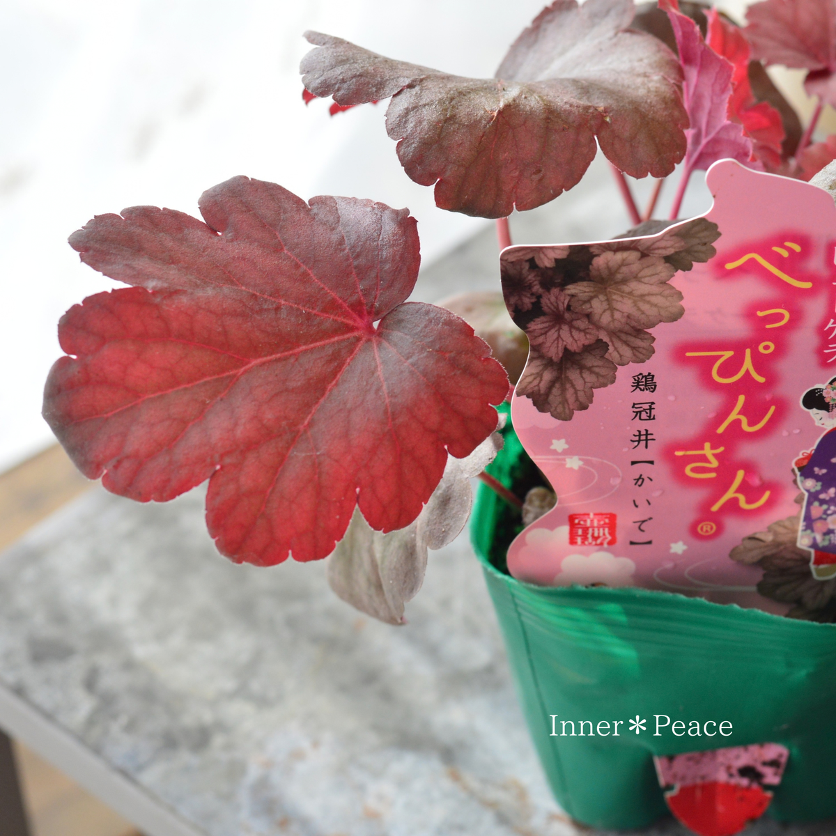 ヒューケラ 『べっぴんさん・鶏冠井（かいで）』　　3.5寸POT