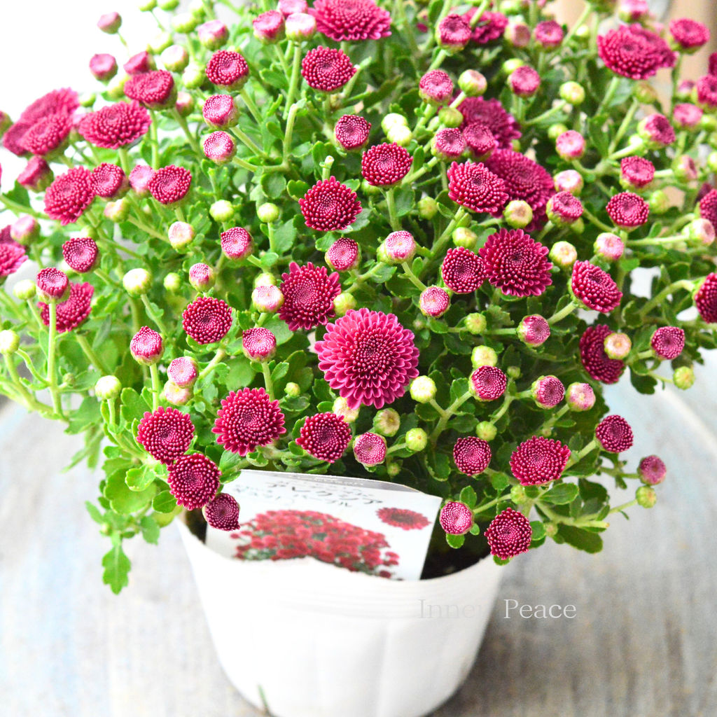 ポンポン咲き】 ガーデンマム 『アレクシア・パープル』 3.5寸POT