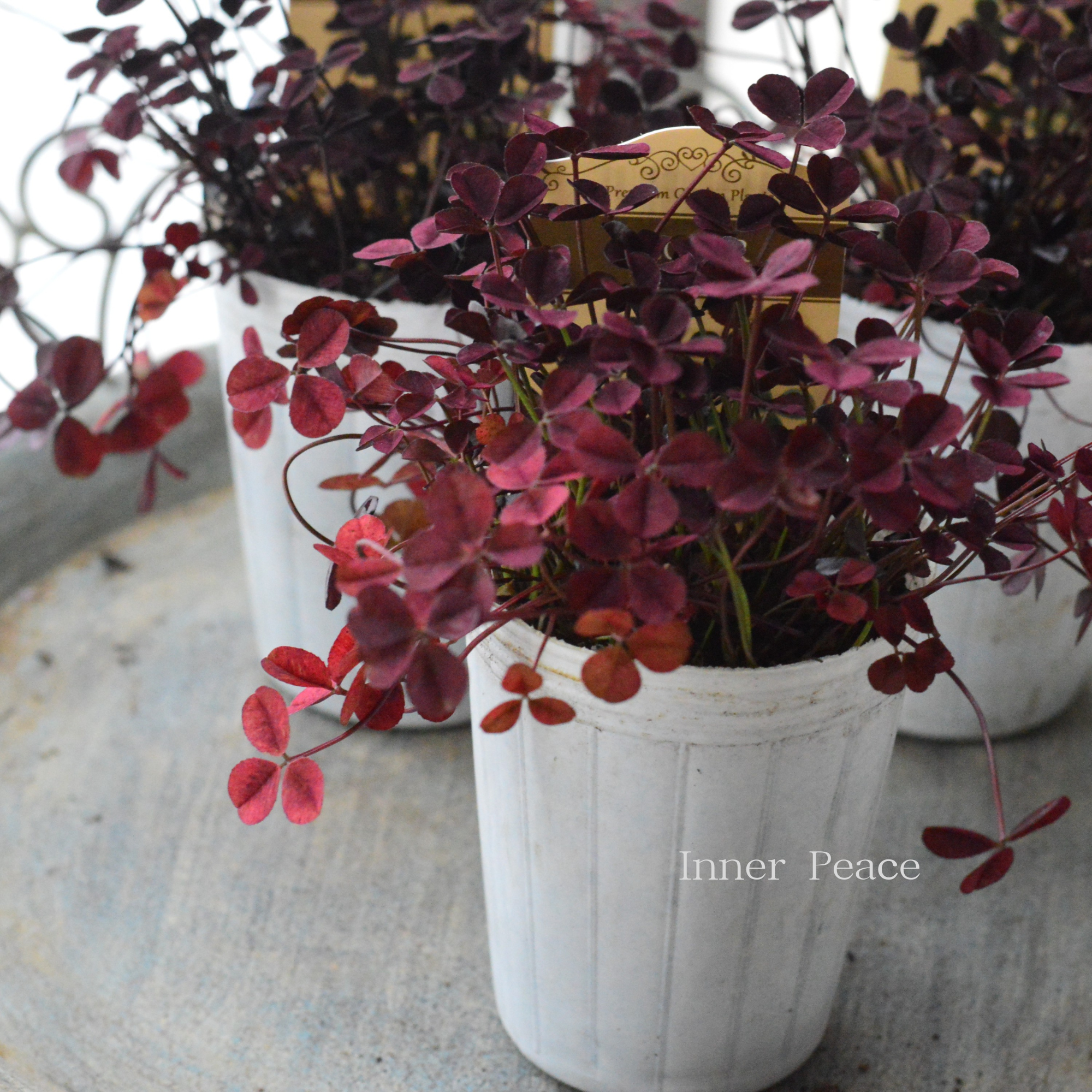 【寄せ植えに】 プリンセスクローバー　『ウイリアム』　　2.5寸ロングPOT