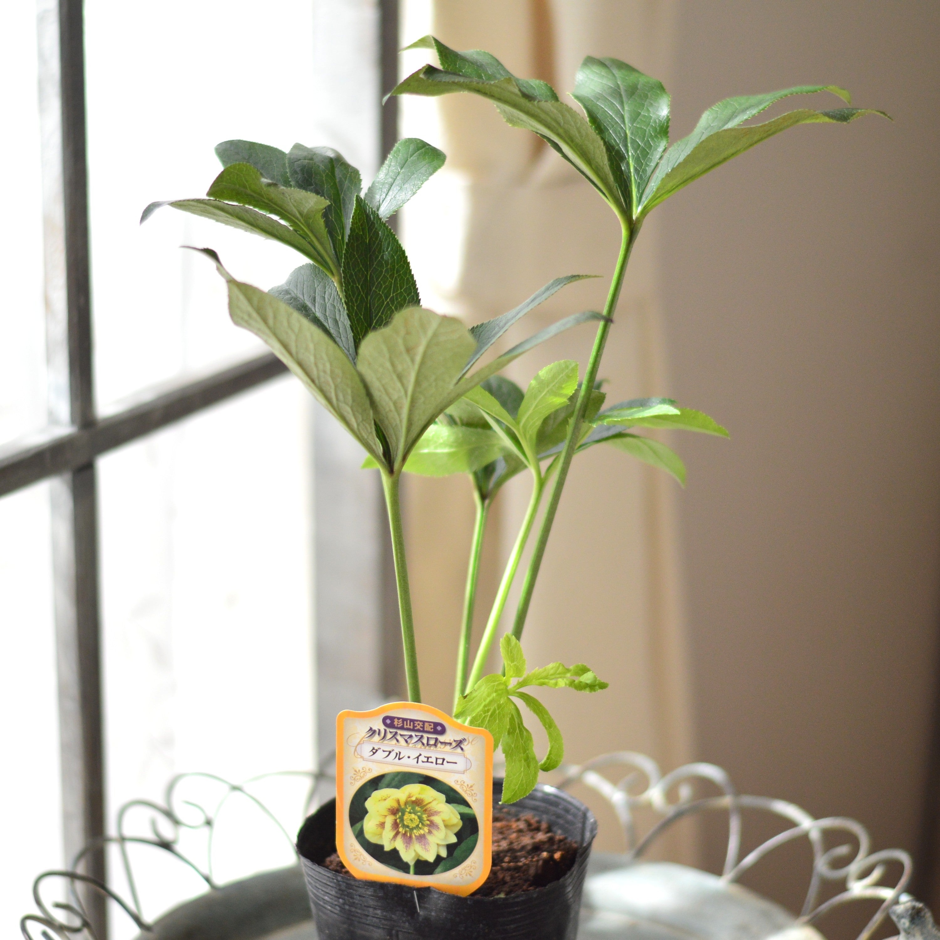 【杉光園芸さん】  クリスマスローズ　『ダブル・イエロー』　　4寸POT