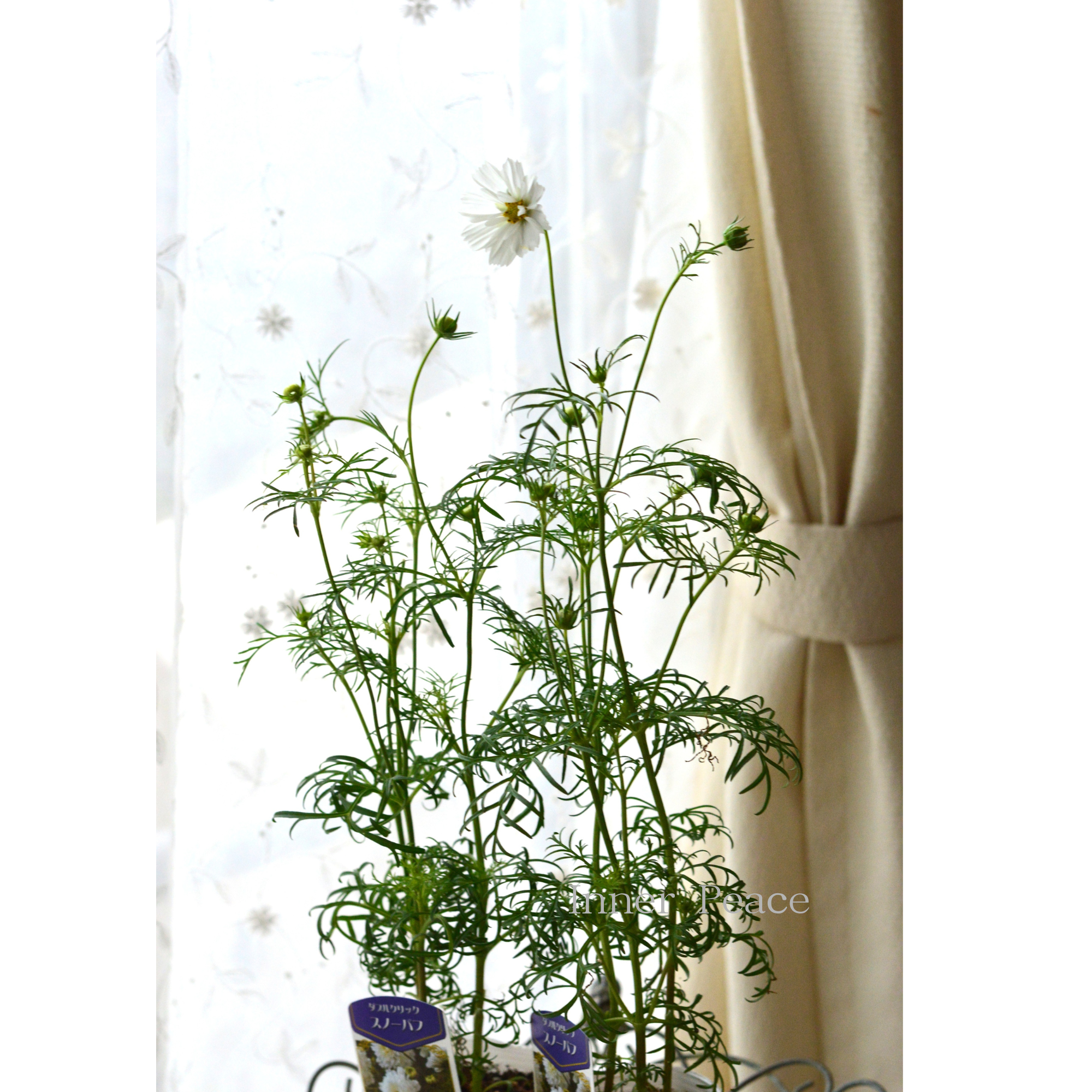 【人気】 コスモス　『ダブルクリック・スノーパフ』　　3寸ロングPOT