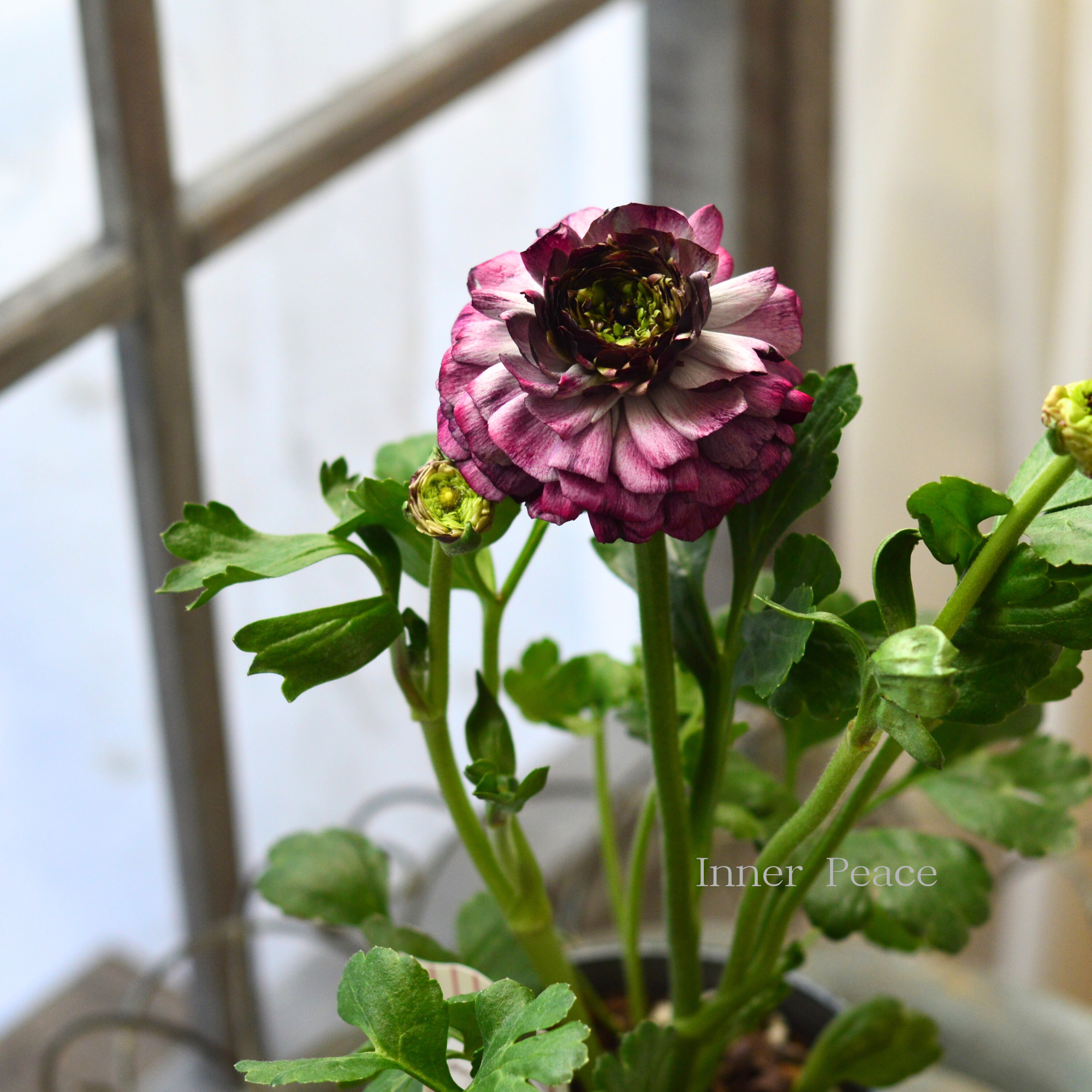 【豪華】 ラナンキュラス （ミックス）『パープルレッド系』　3.5寸ロングPOT