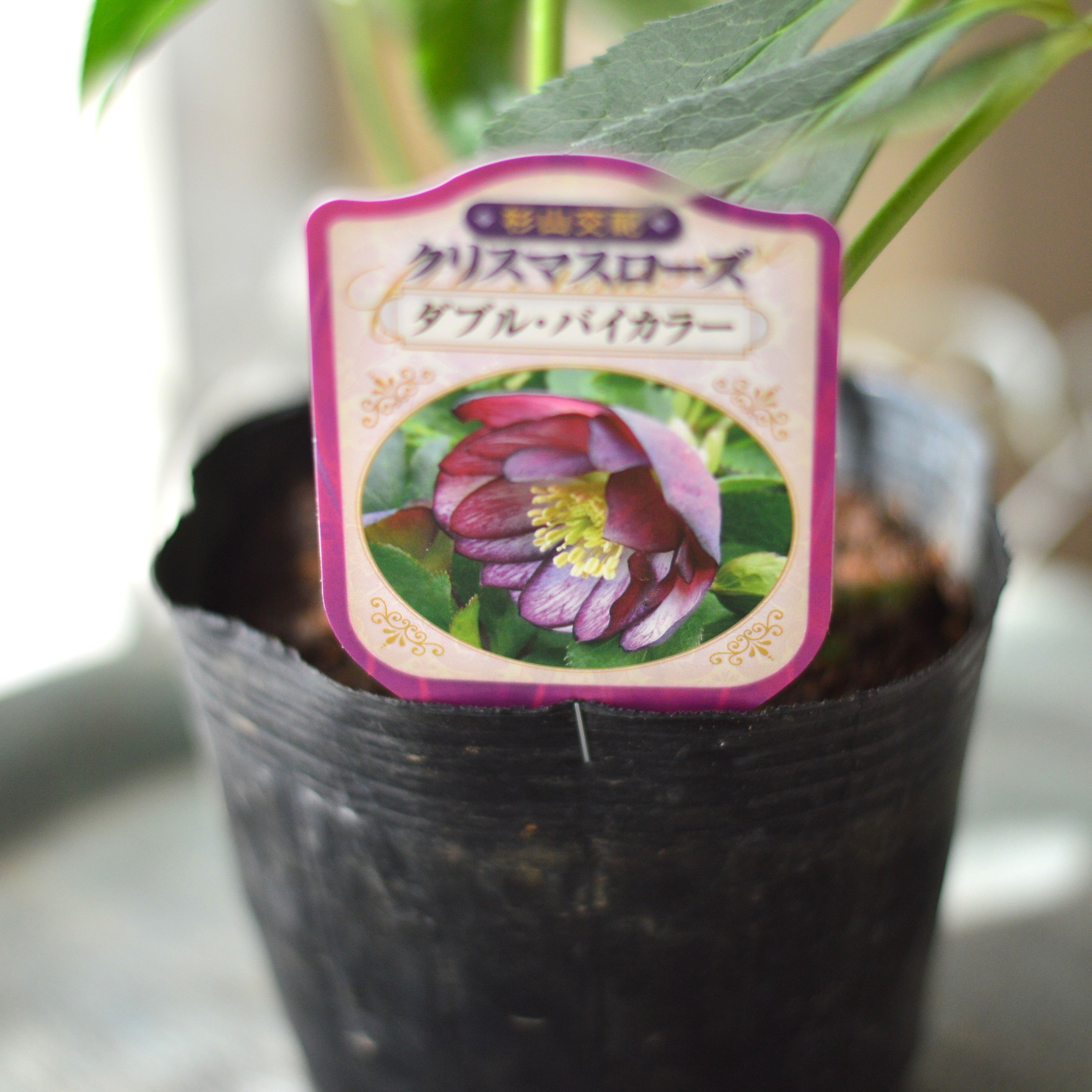 【杉光園芸さん】  クリスマスローズ　『ダブル・バイカラー』　　4寸POT