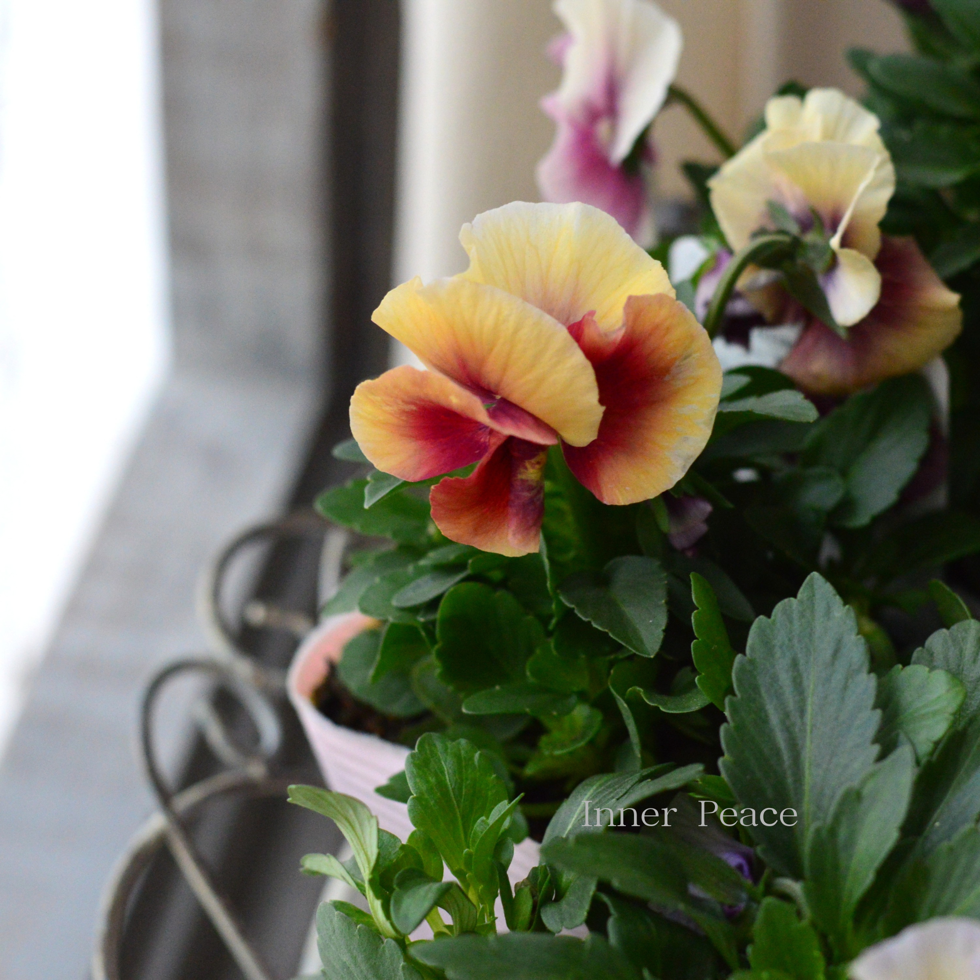 【花日和さんオリジナル】 パンジー　『アルバルーチェ』　　3.5寸POT