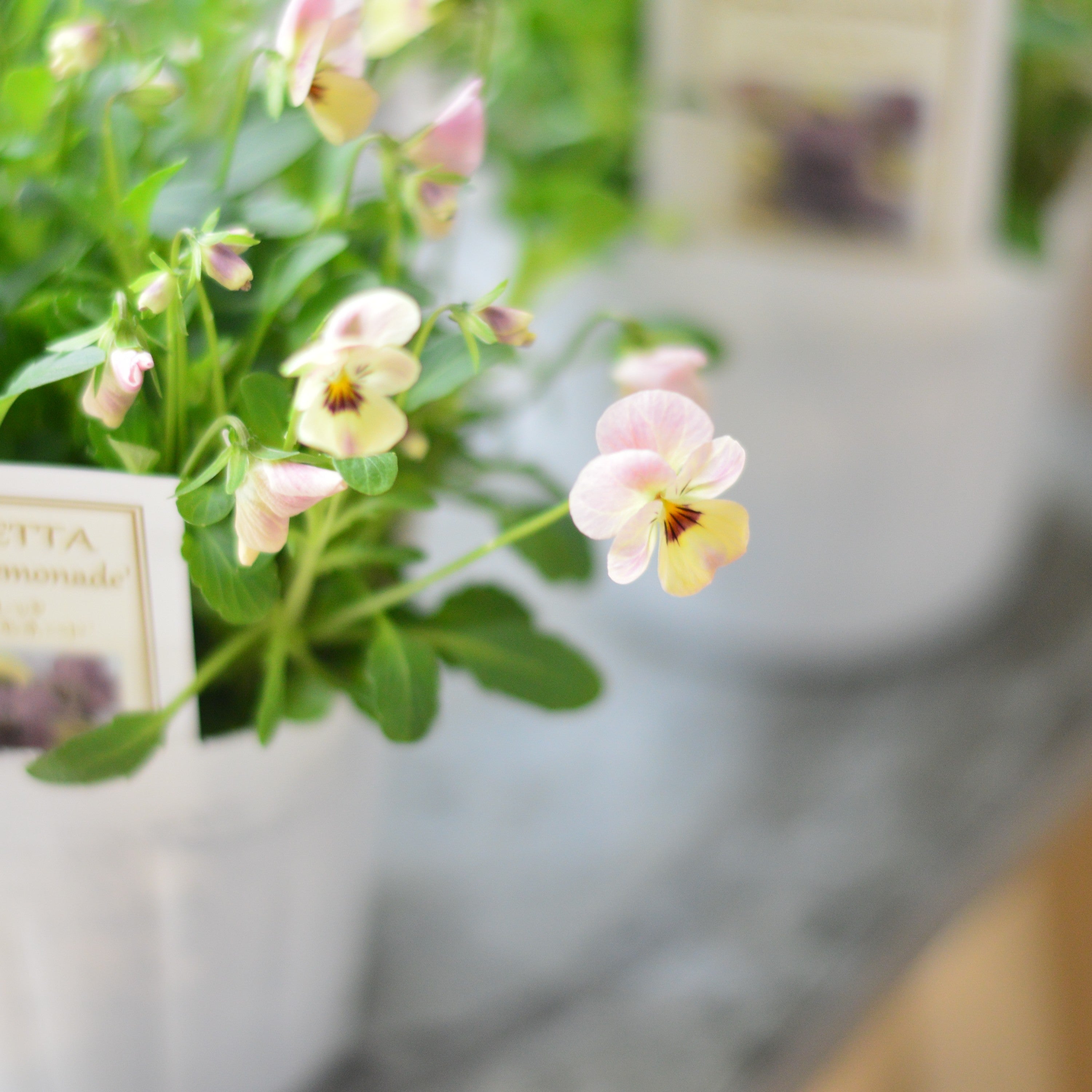 【かわいい】 小輪ビオラ　ビオレッタ　『ドランクレモネード』　　3.5寸POT