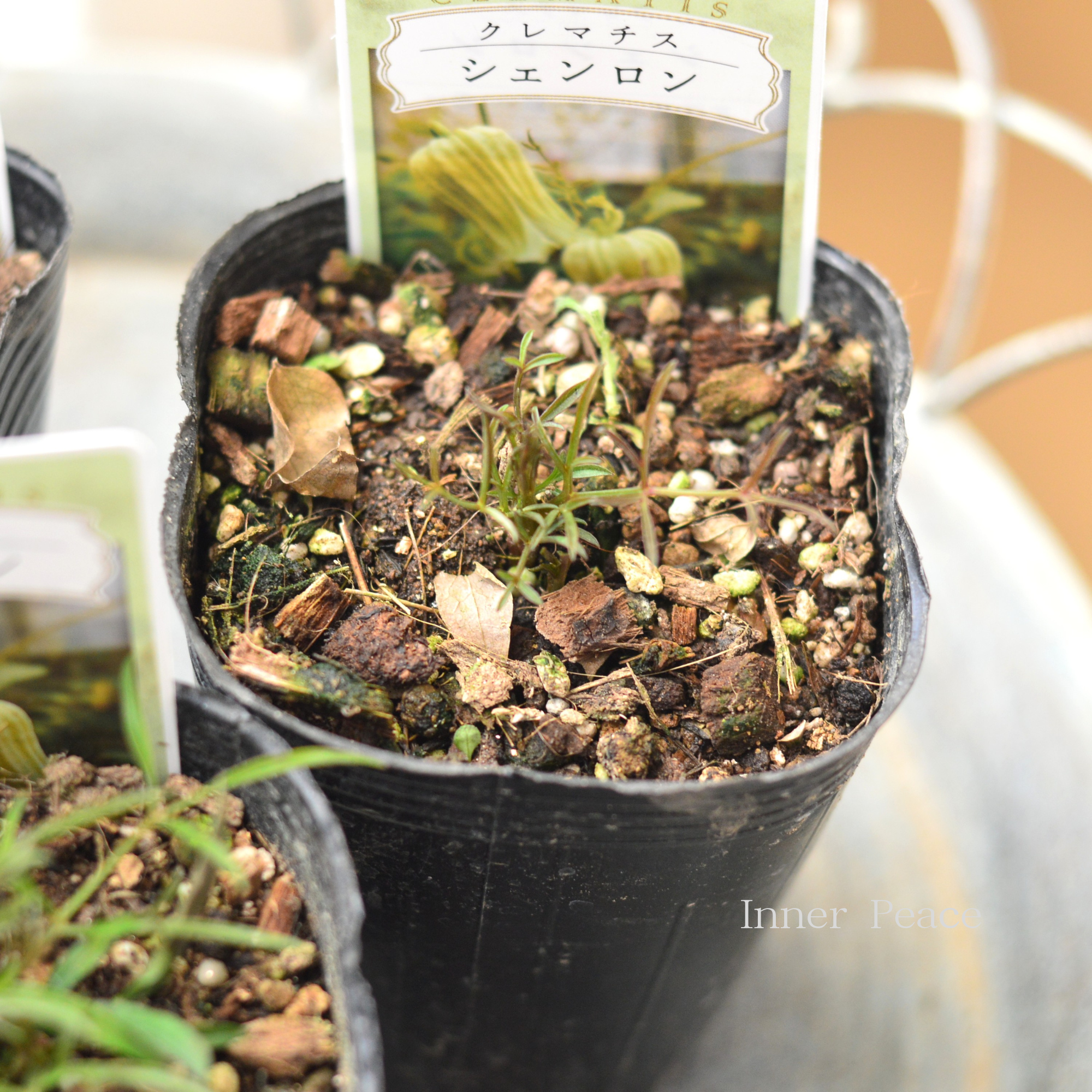 【New】 クレマチス  ヴィオルナ系 『シェンロン』　　3寸ロングPOT