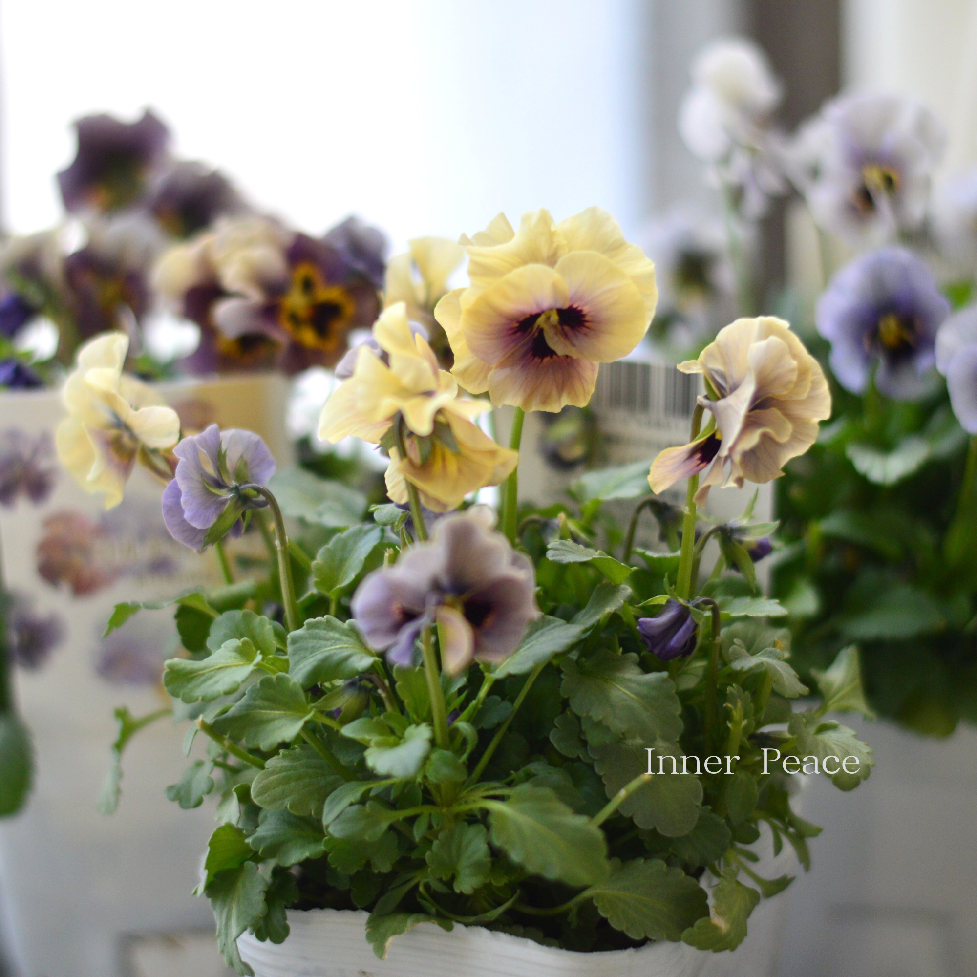 【ステキ】 北島園芸さんのビオラ　『コルティルーチェ・シック系』　3.5寸POT