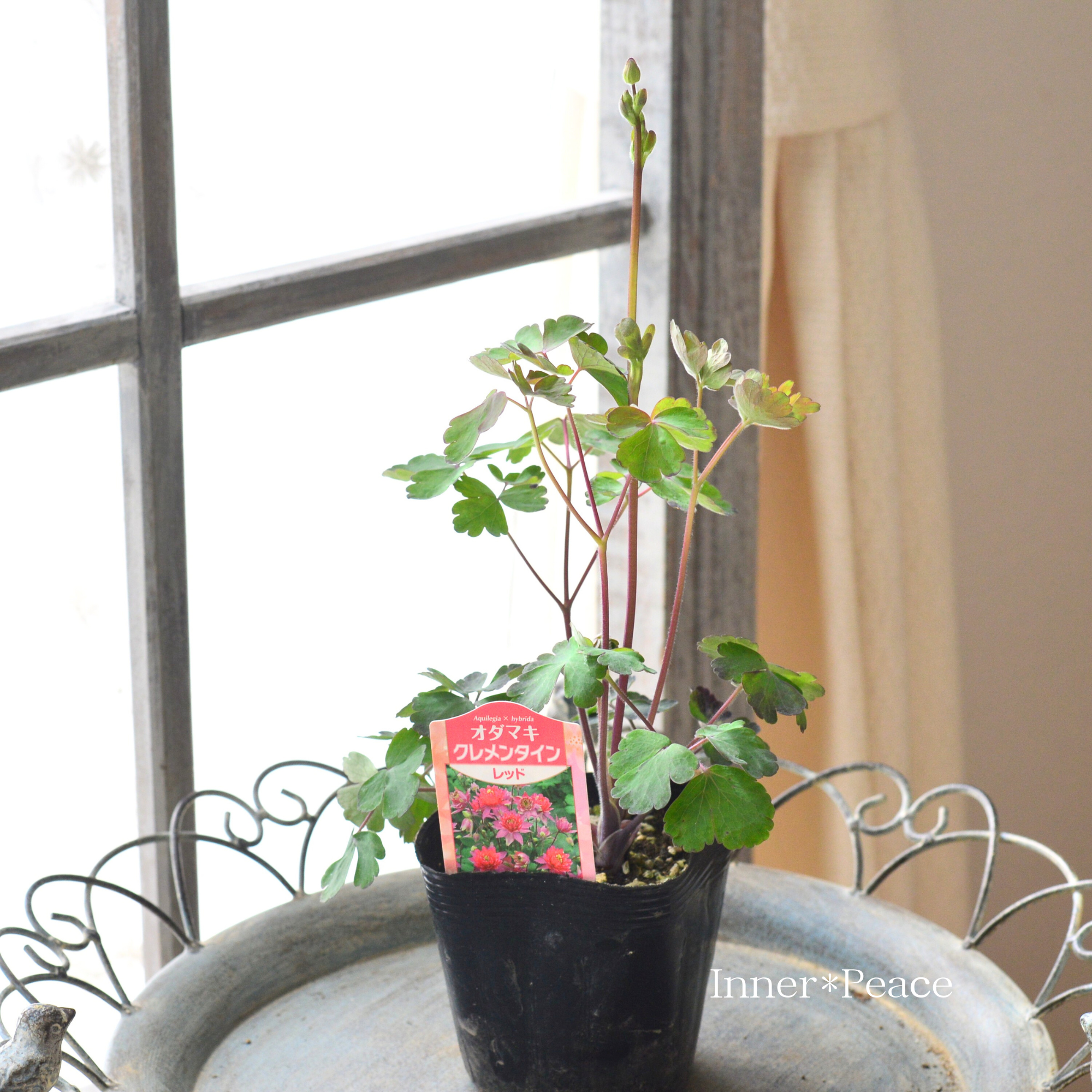 【八重咲き】 オダマキ・クレメンタイン 『レッド』　　3.5寸POT