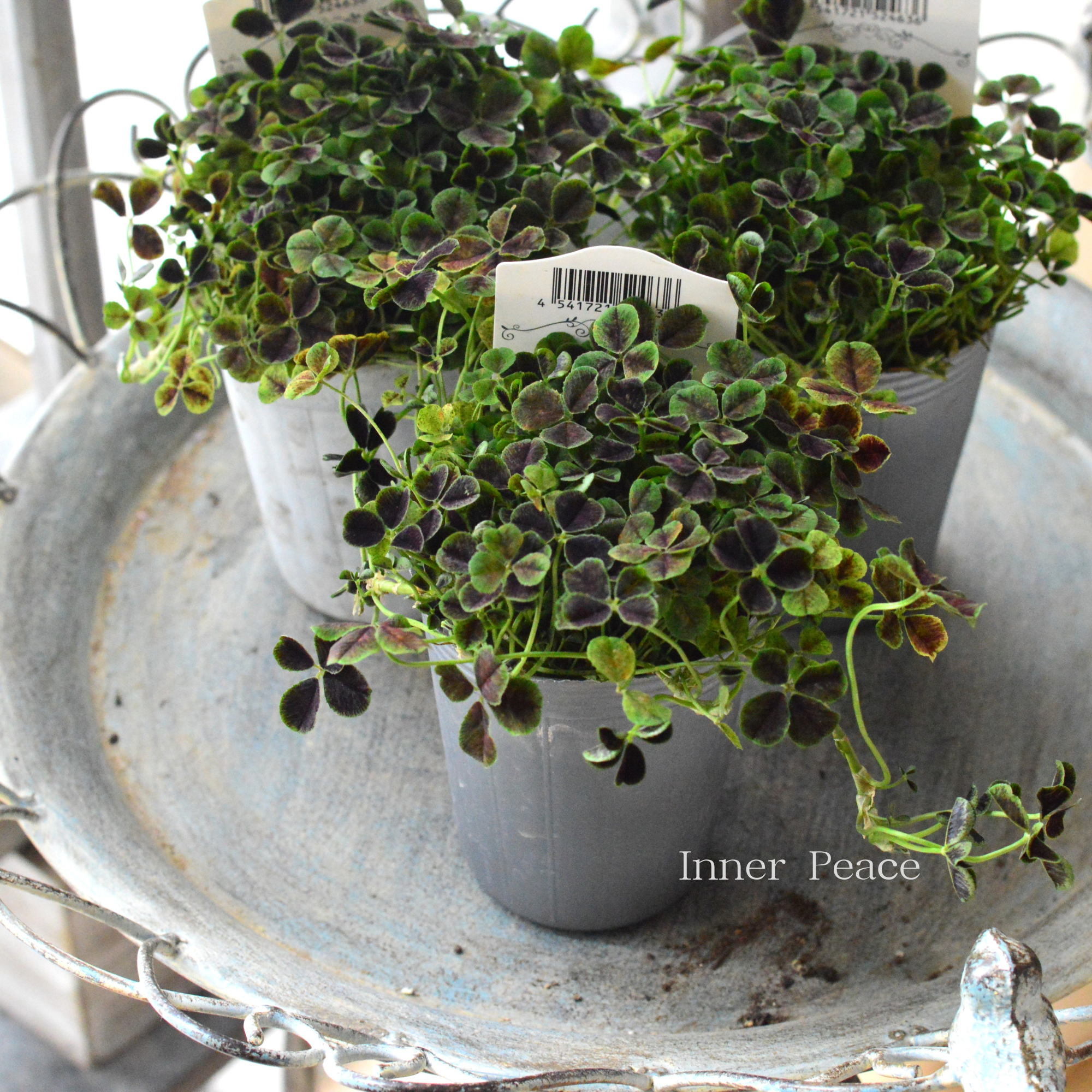 【寄せ植えに】 プリンセスクローバー　『ニグリガンズ』　　2.5寸ロングPOT