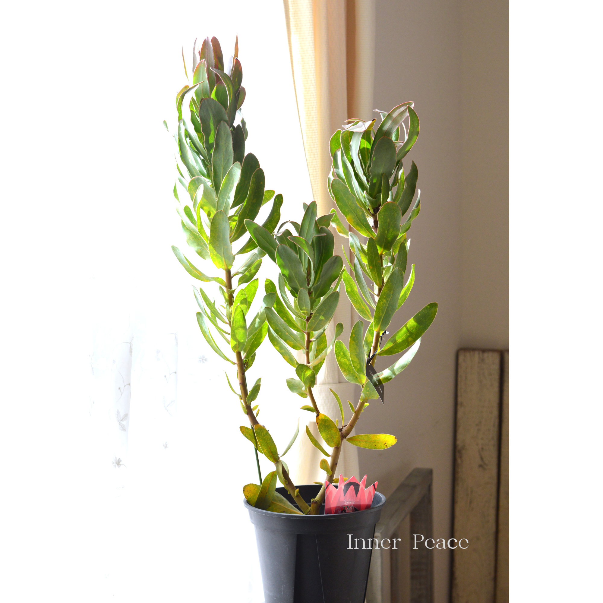 【希少】 限定１鉢！　プロテア　『シルビア』　　７号鉢