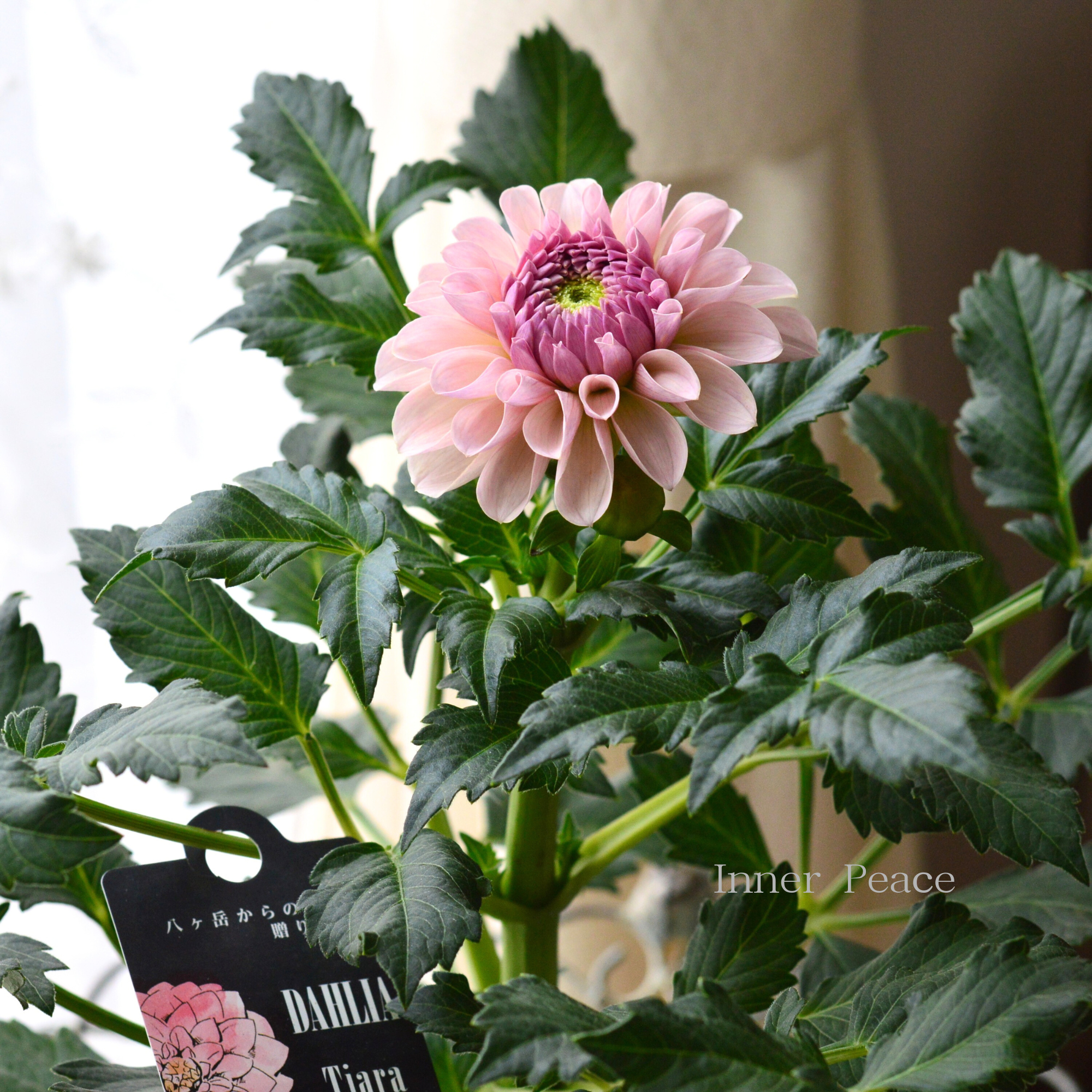 【美しい】ダリア 『ティアラ』　　3.5寸ロングPOT