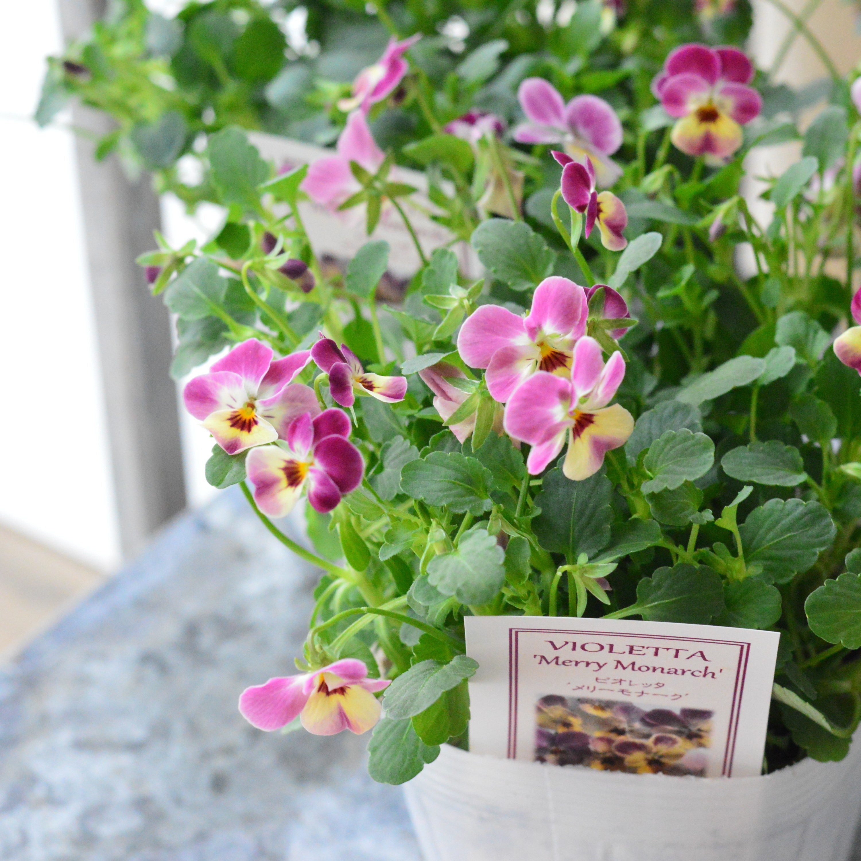 【かわいい】 小輪ビオラ　ビオレッタ　『メリーモナーク』　　3.5寸POT