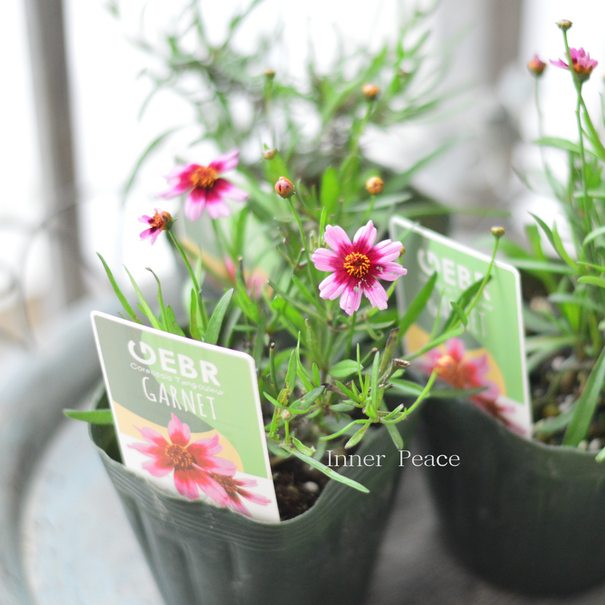 ゲブラさん】 コレオプシス・タンゴレユール 『ガーネット』 3.5寸POT