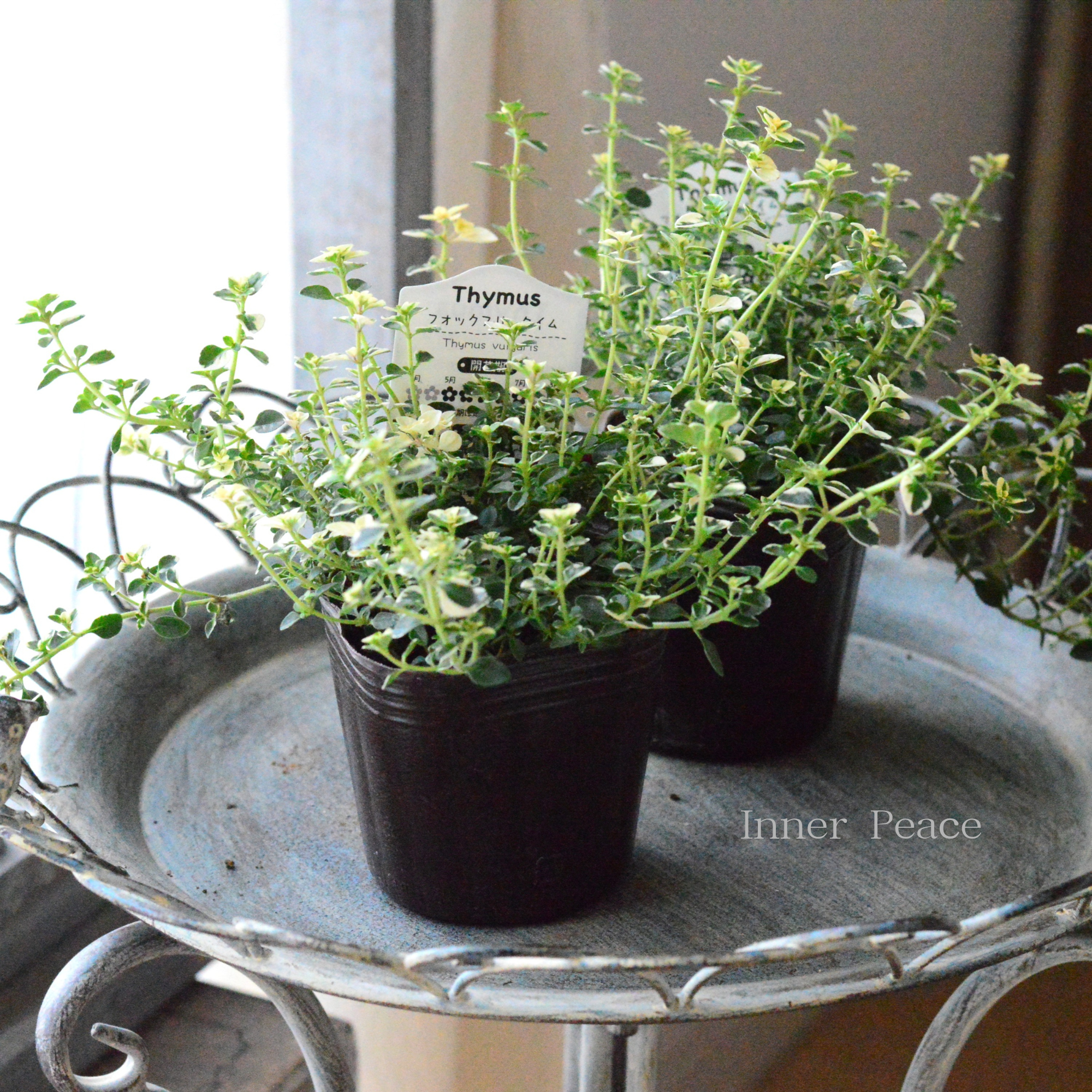 【寄せ植えに】 フォックスリータイム　2.5寸～3寸POT