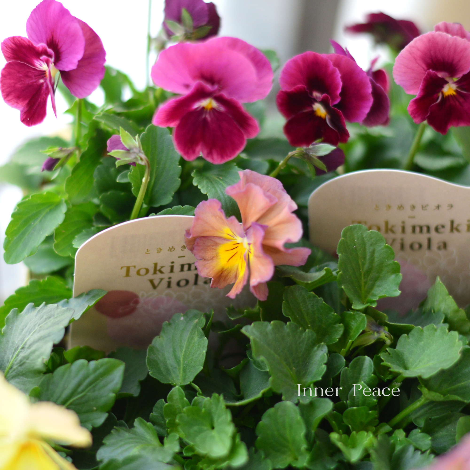 【希少】 ときめきビオラ　『お名前なし』　3.5寸POT