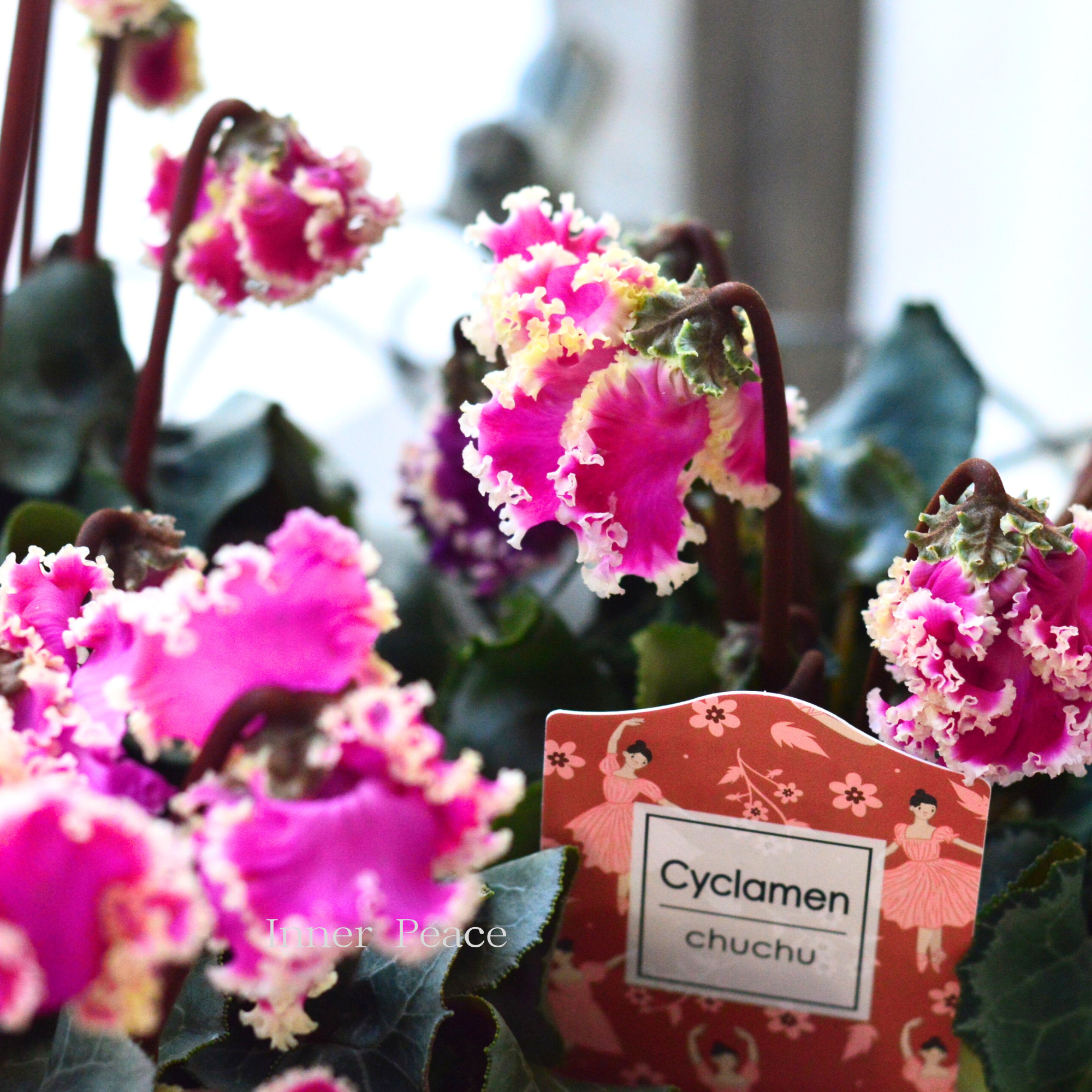麻野間園芸さん】 シクラメン 『チュチュバレリーナ』 3寸POT