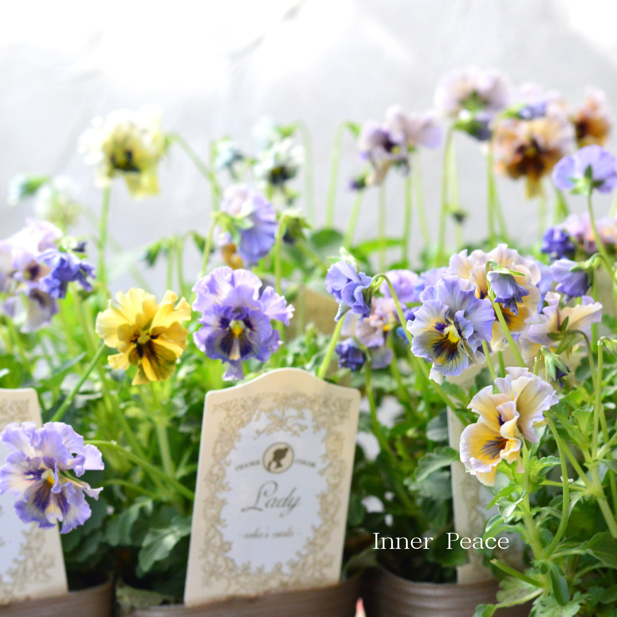 【希少】 石川園芸さんビオラ　『レディ』　3寸POT