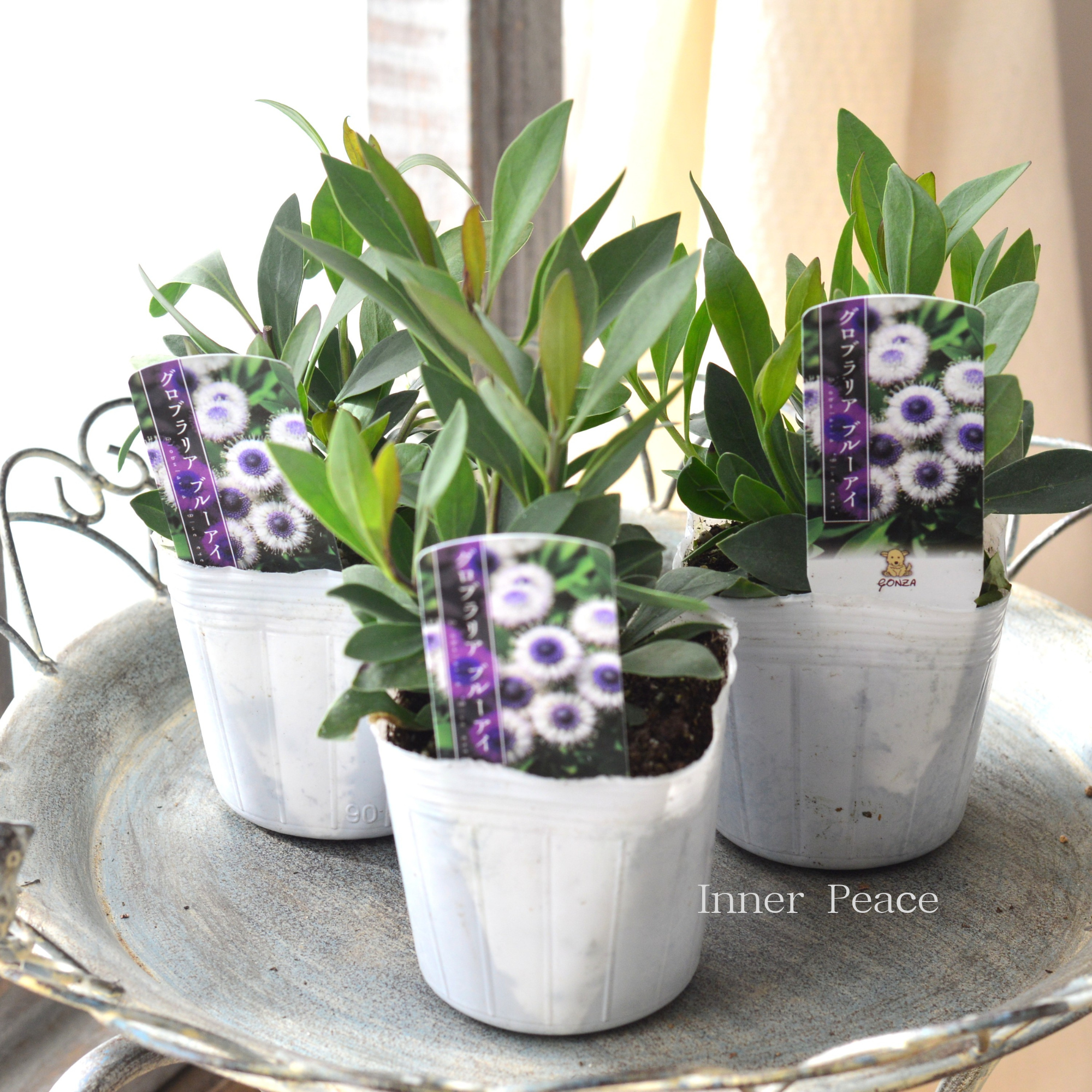 【個性的】 グロブラリア　『ブルーアイ』　　3寸POT