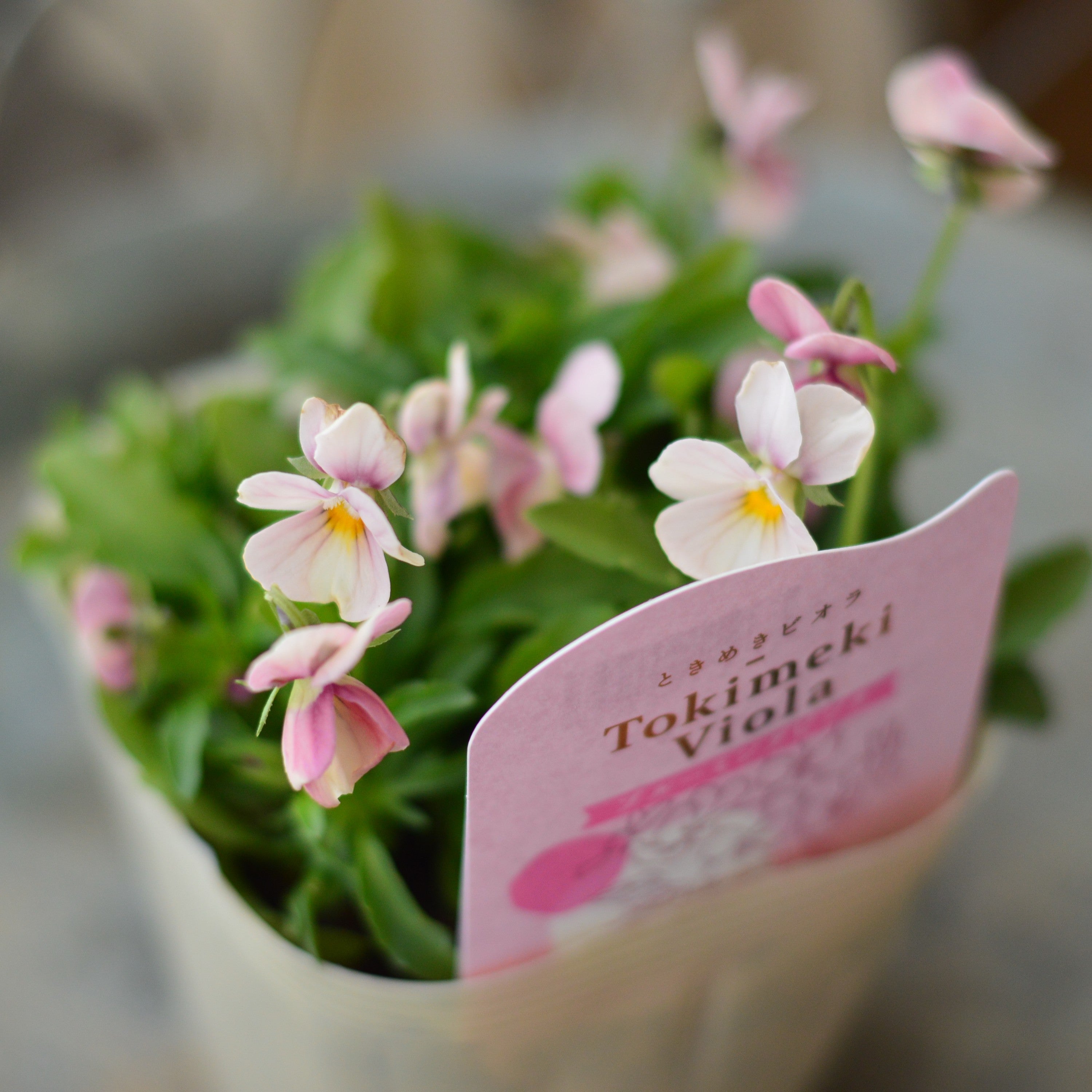 【希少】 ときめきビオラ　『ブルーミングピンク』　3.5寸POT