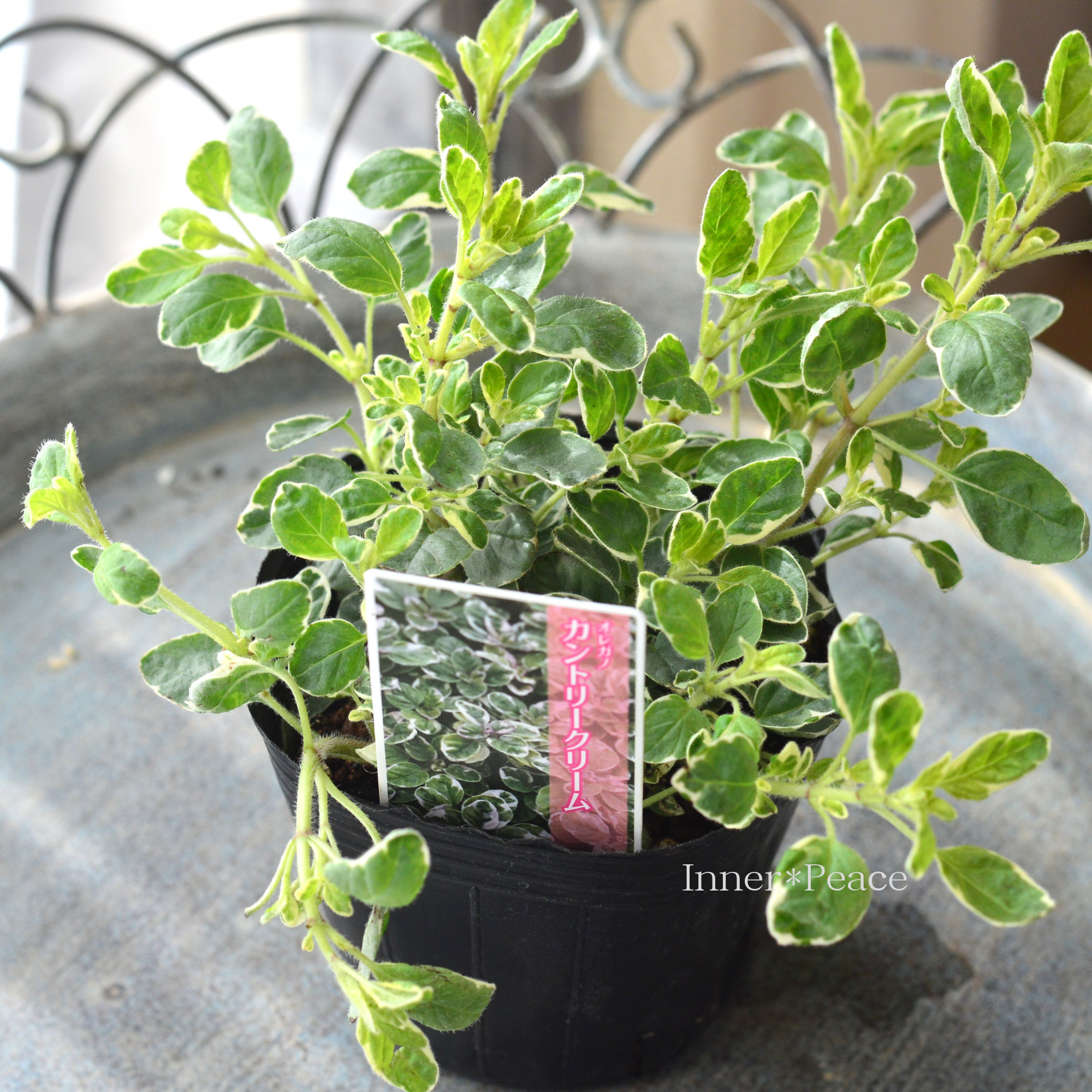 【斑入り】 オレガノ 『カントリークリーム』　　3寸POT