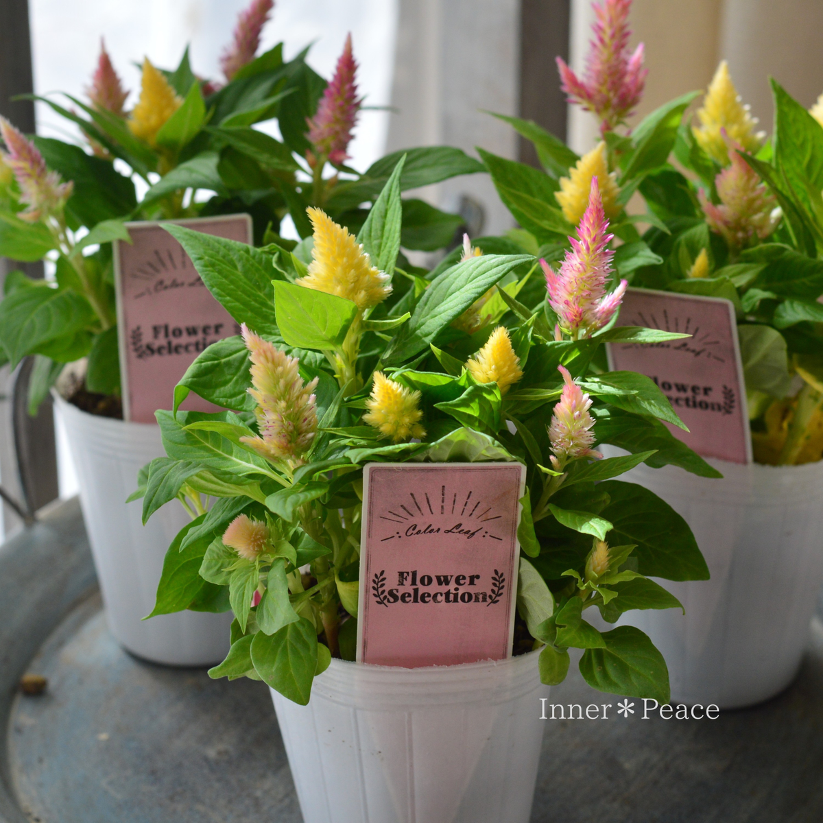 【かわいい】 セロシア（ケイトウ）　『キモノミックス・イエロー×ピンク』　　3寸POT