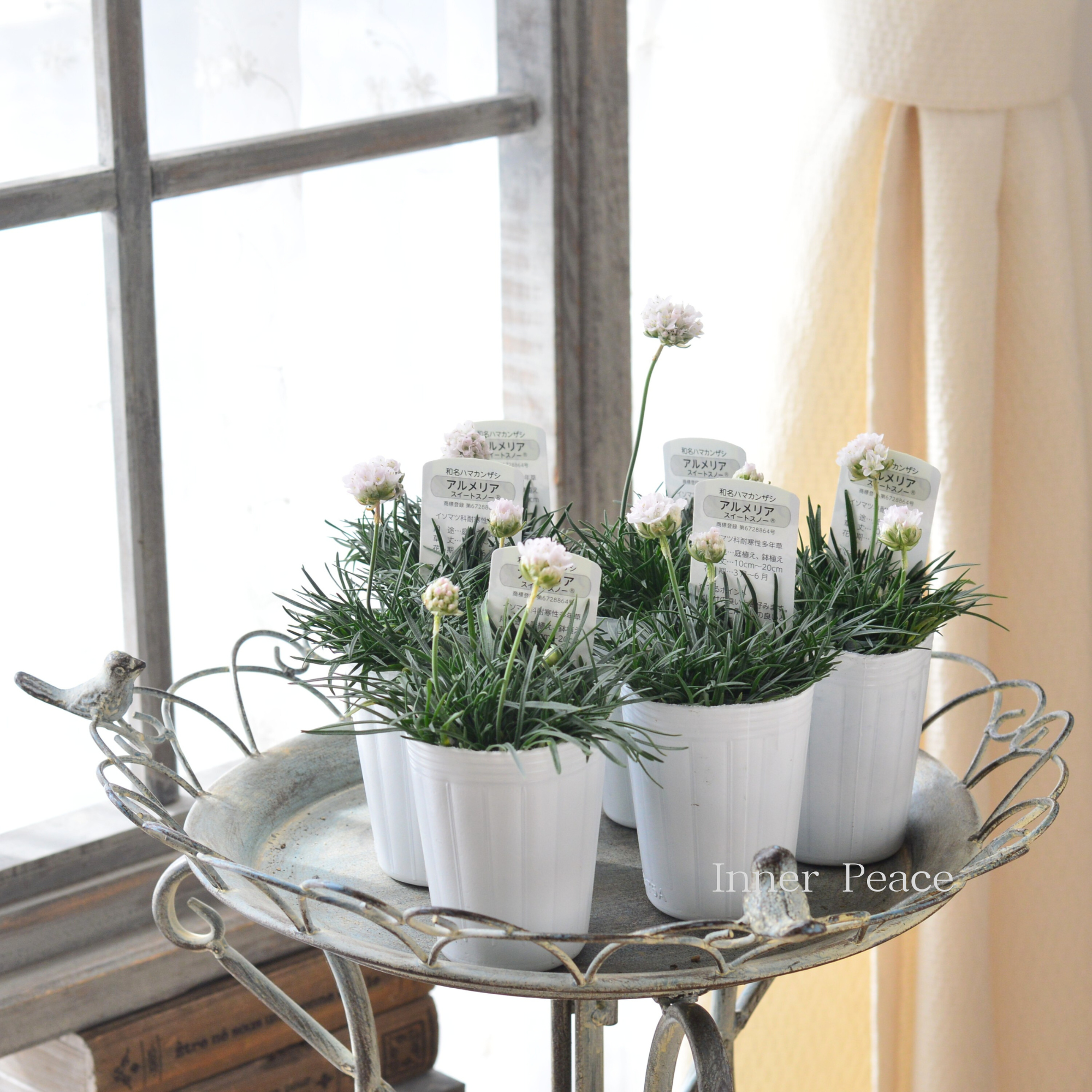 【かわいい】 アルメリア 『スイートスノー』　　2.5寸ロングPOT