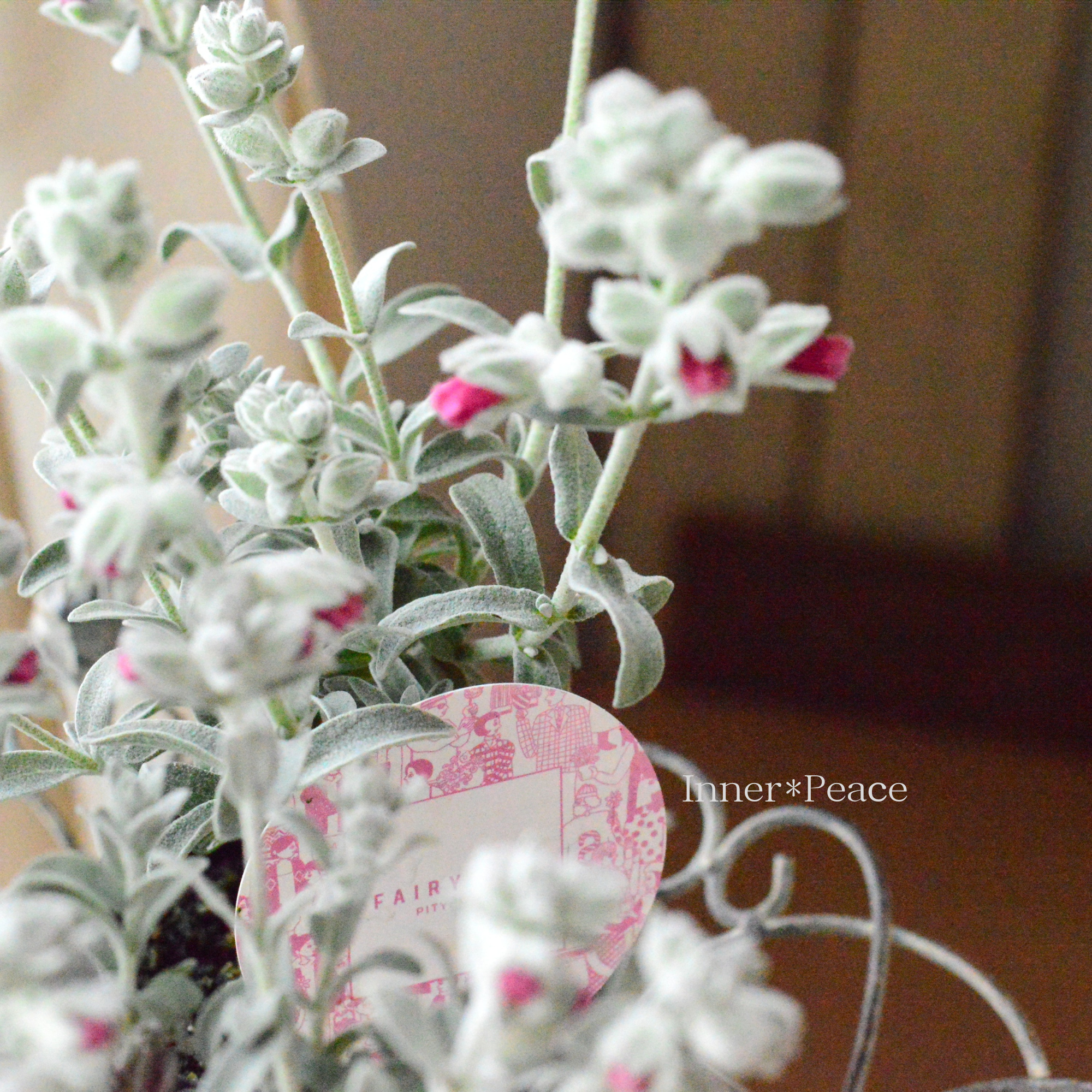 【常緑低木】 ピティロディア　『フェアリーピンク』　3寸POT