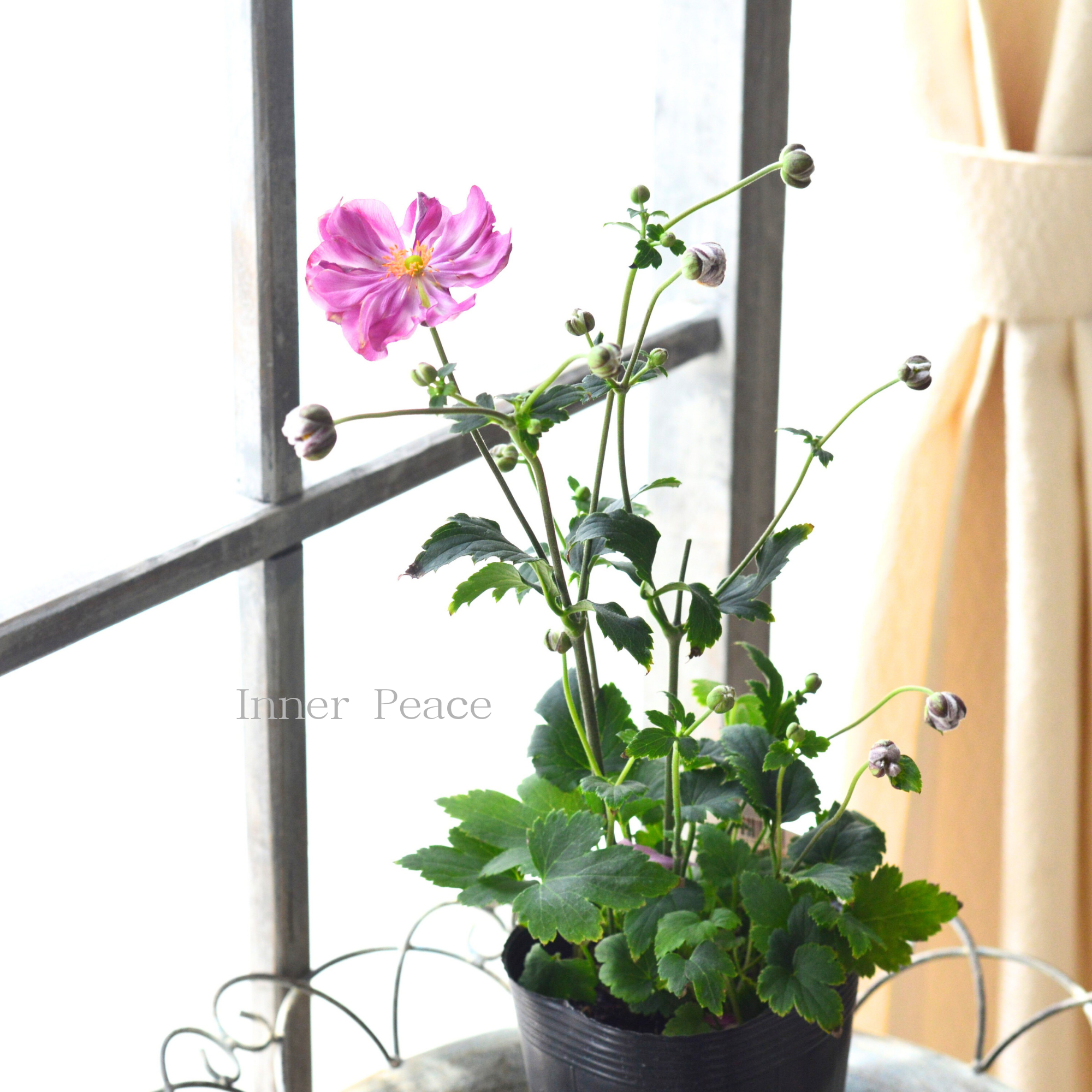 【八重咲き】 シュウメイギク 『チャボ・ピンク』　 3.5寸POT
