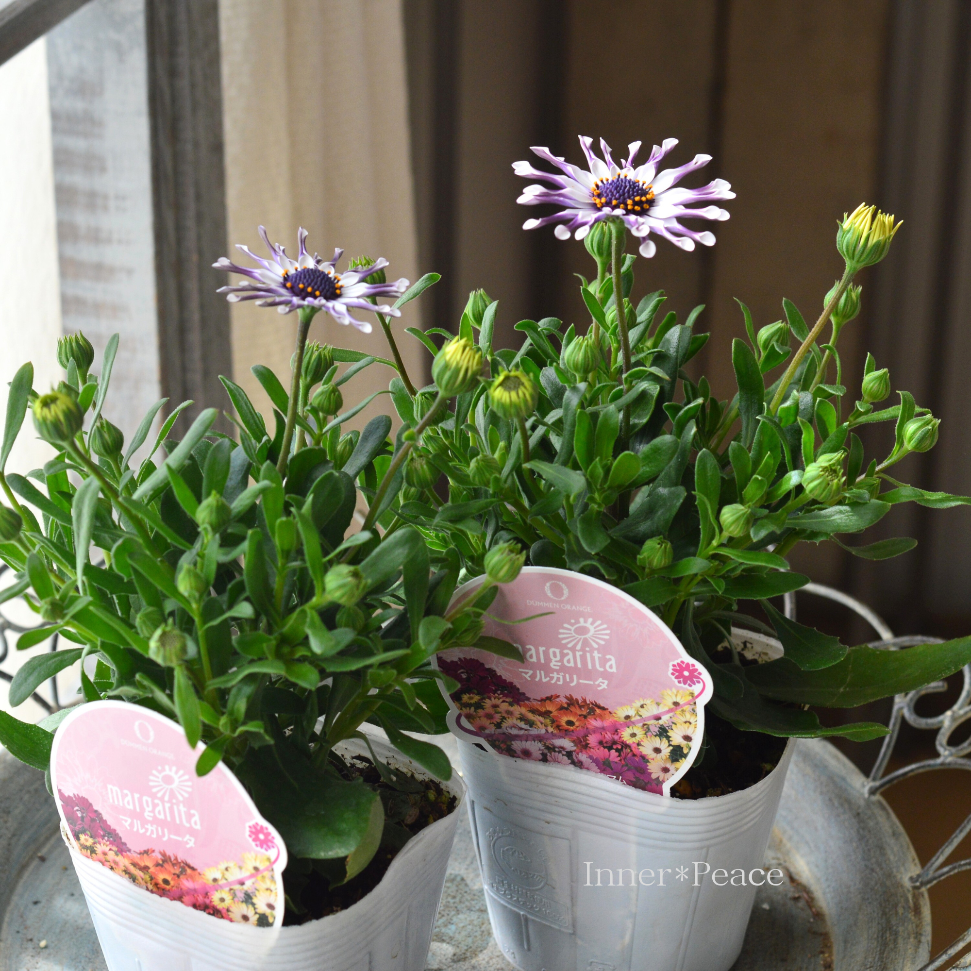 【スプーン咲き】 オステオスペルマム　『マルガリータ・ホワイト系』   3.5寸POT